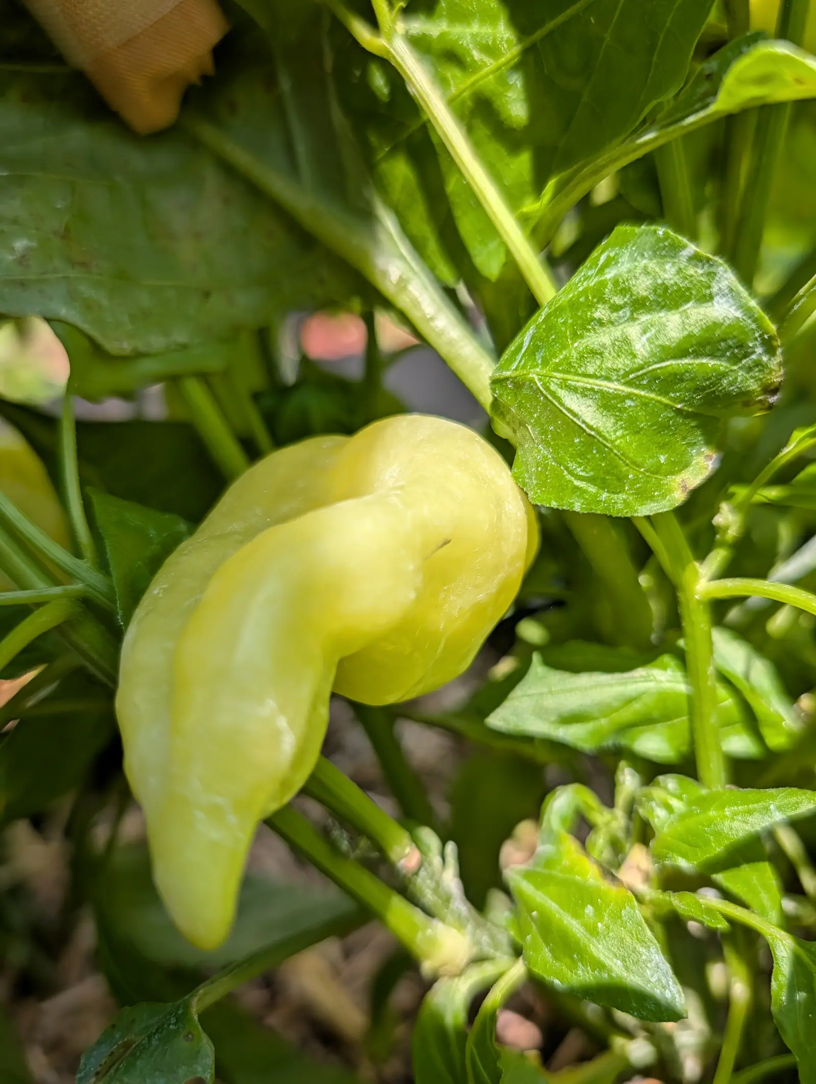 A pale yellow pepper twisted into an S-curve hanging among broad green leaves, its skin glossy, with more pepper foliage crowding around it.