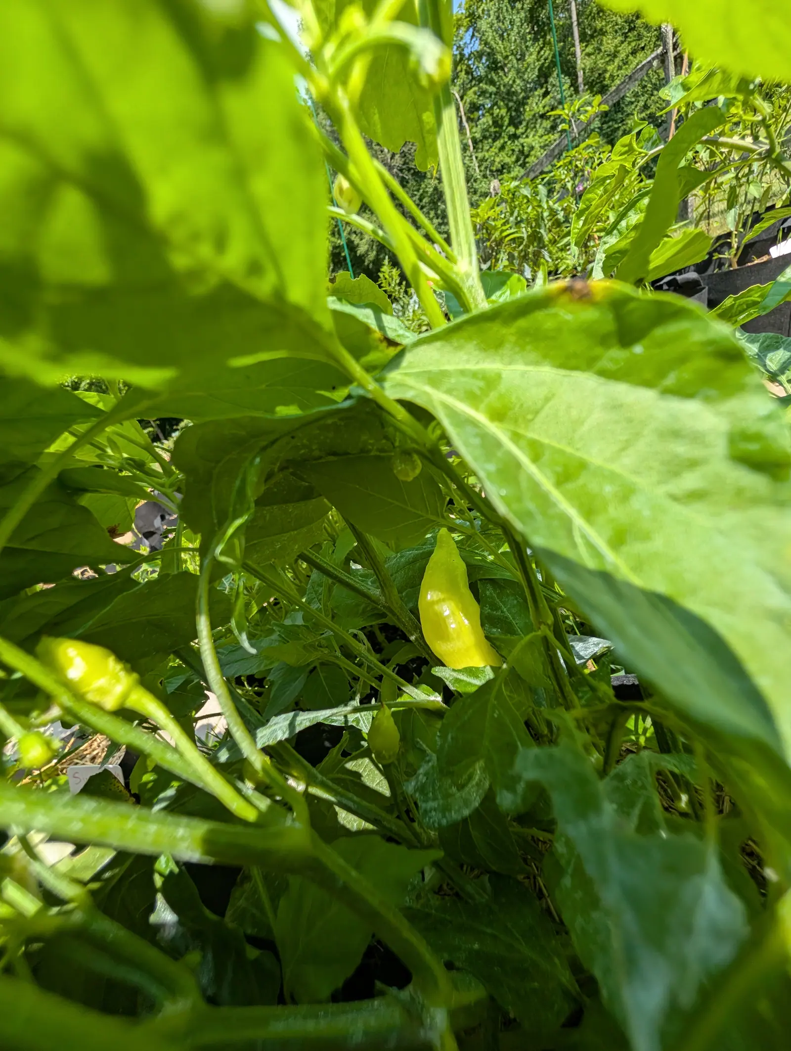 A small pale yellow pepper hanging deep among backlit pepper leaves, the sun coming through them, with treetops and sky at the top edge.