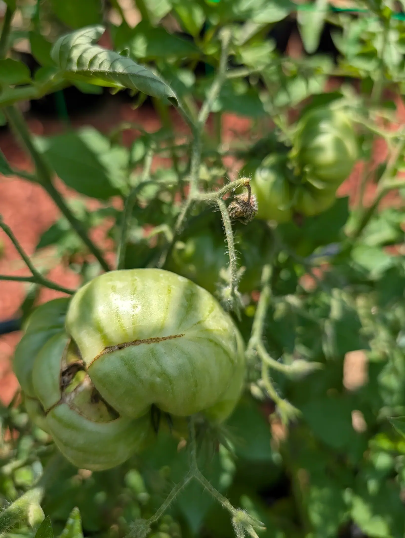 A large green tomato deeply creased and puckered at its shoulder, brown corky scarring across the fold, with red-orange mulch and more green fruit behind.