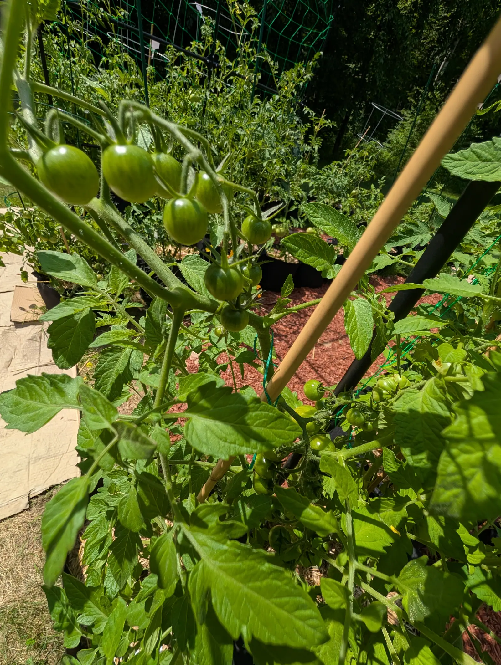 Trusses of small round green tomatoes hanging along a vine beside a bamboo cane, with green netting, red-orange mulch and a flagstone path behind.