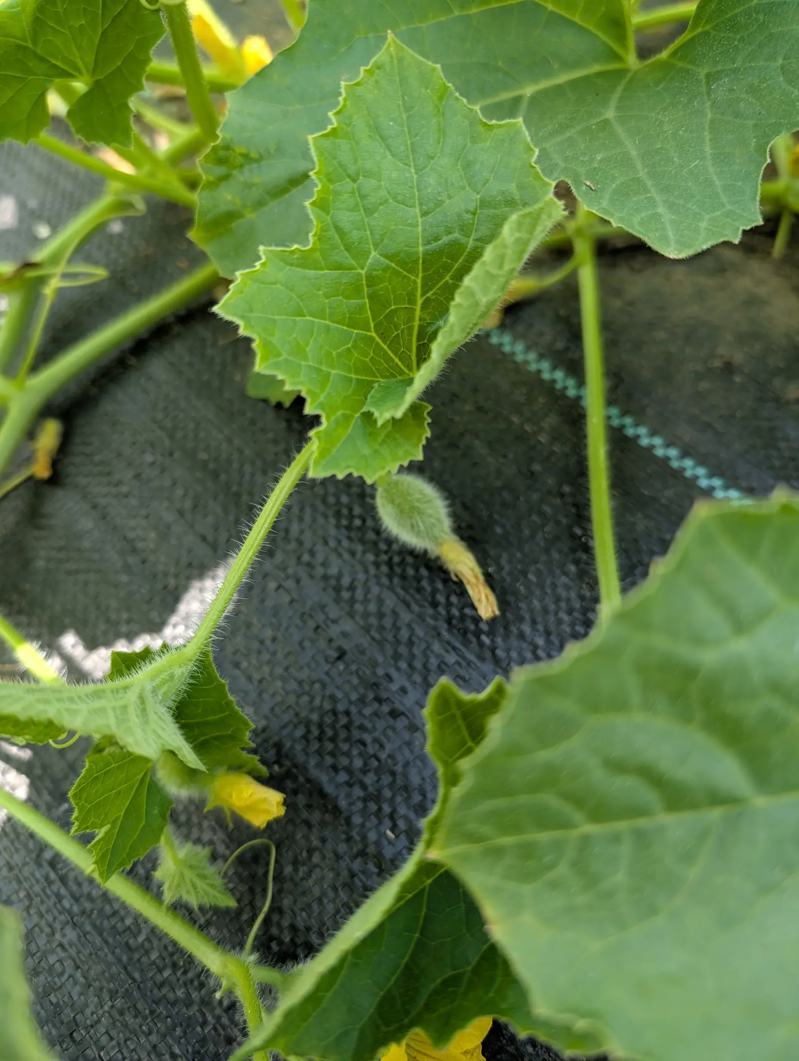A tiny fuzzy melon fruit with its shrivelled flower still attached, hanging over black woven ground fabric among broad cucurbit leaves and a teal drip line.