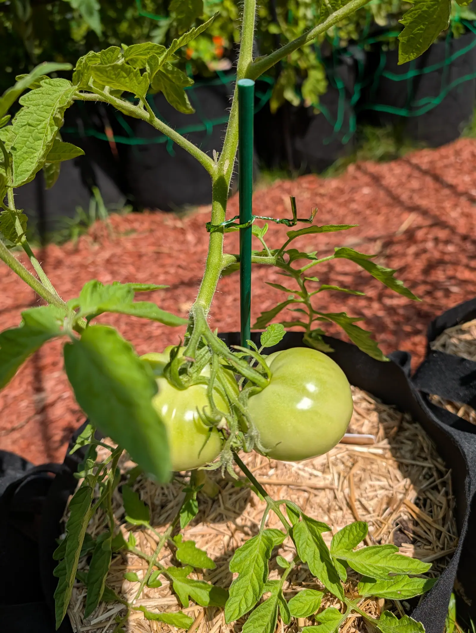 Two green tomatoes hanging low on a plant tied to a dark green stake, straw mulch filling the black fabric grow bag below and red-orange mulch beyond.