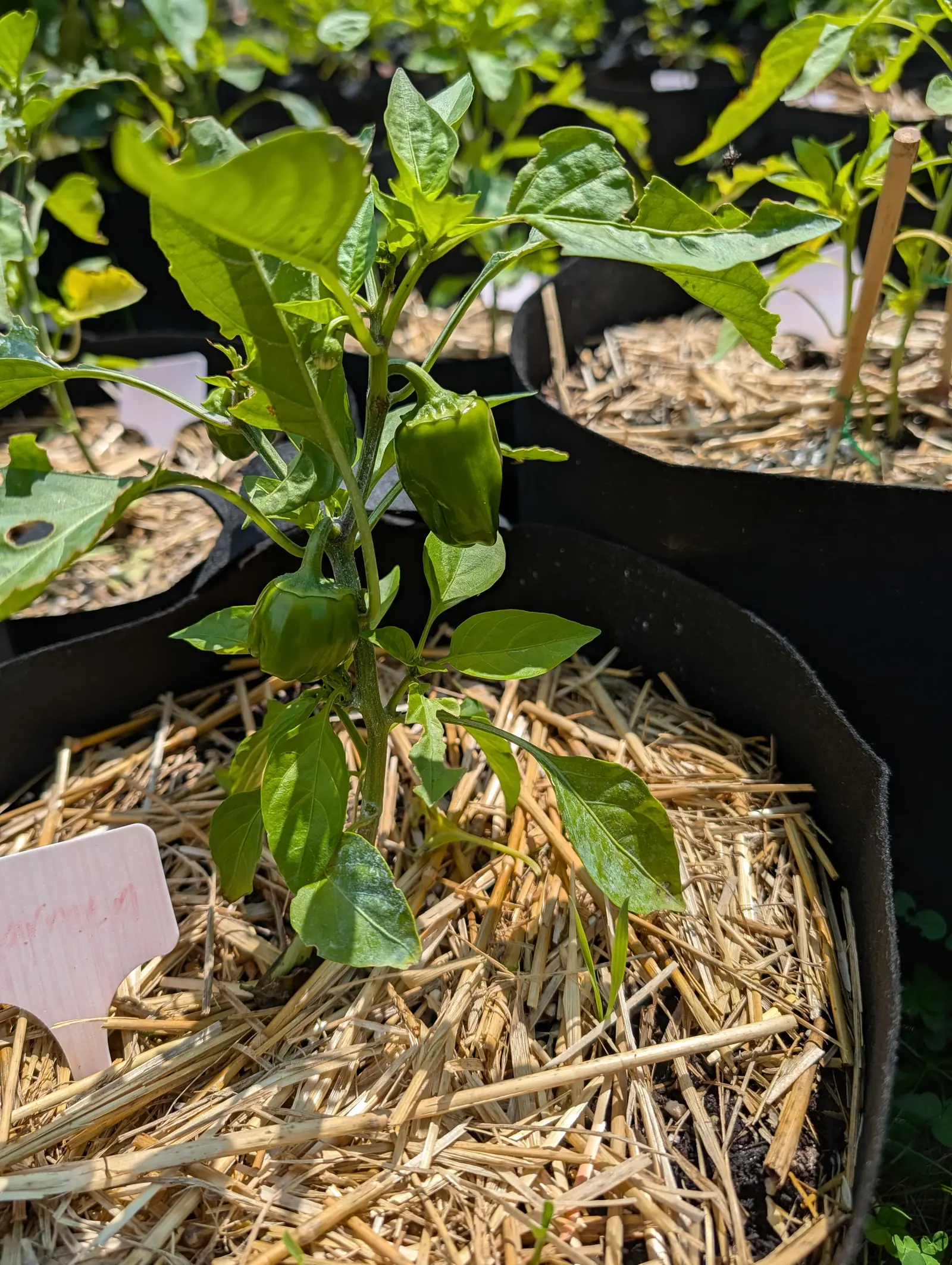 A young pepper plant carrying two small green peppers in a black fabric grow bag mulched with straw, a pink handwritten label pushed into the straw beside it.