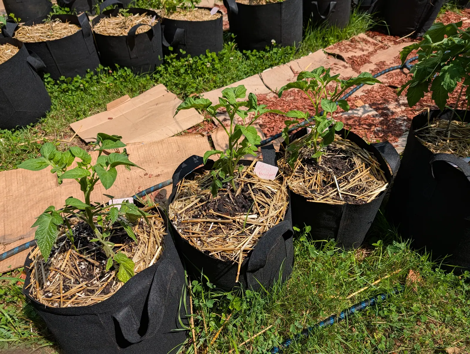 Black fabric grow bags topped with straw, each holding a young tomato plant, standing on flattened cardboard over grass with a strip of red-orange mulch beyond.