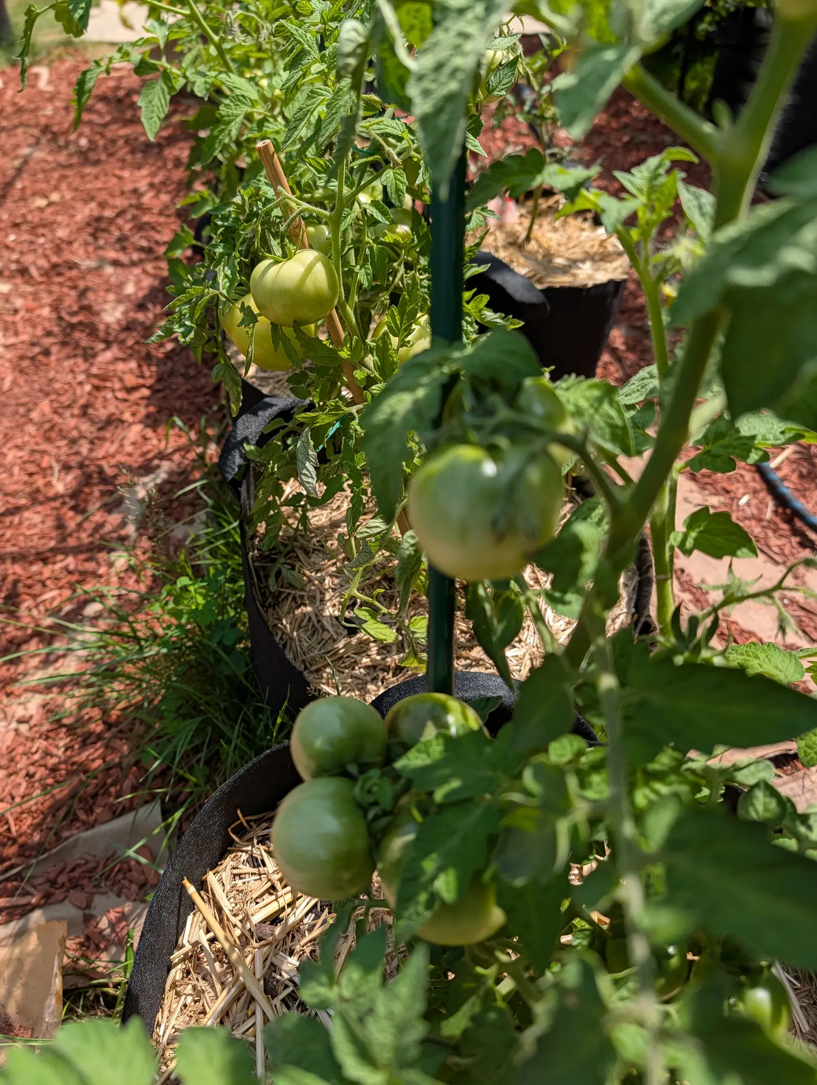 A tomato plant tied to a green stake in a black fabric grow bag, green fruit hanging at two levels, with a wide bed of red-orange mulch running behind.