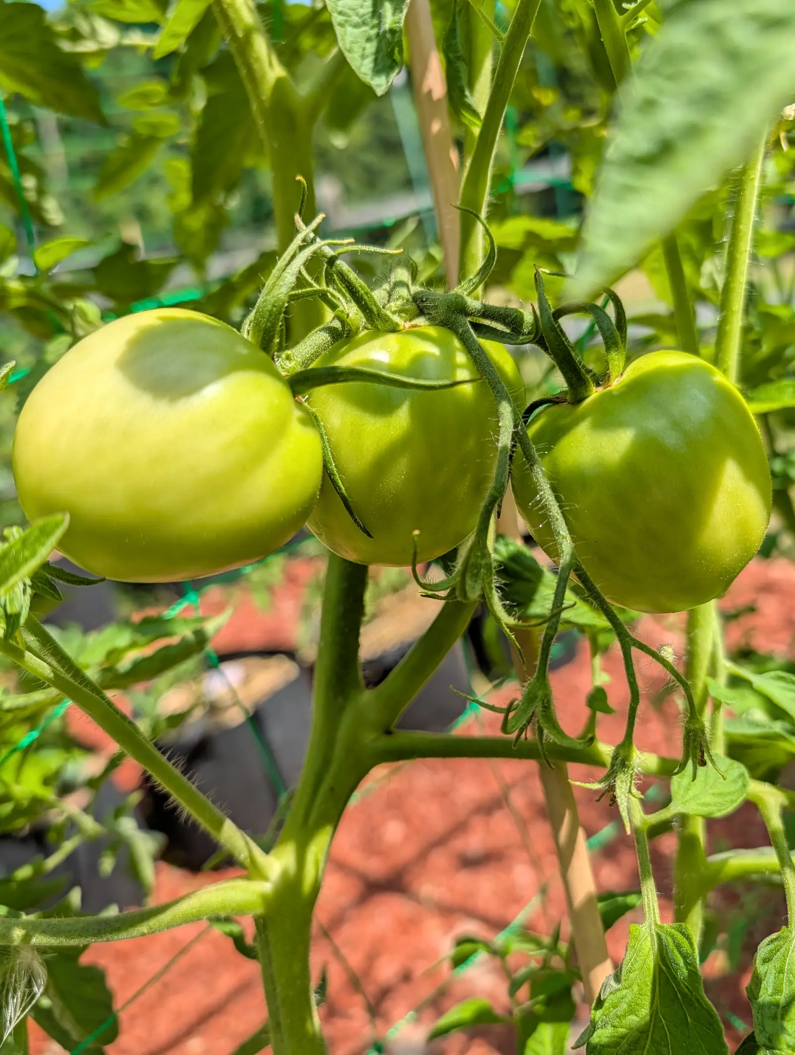 Three green tomatoes on one truss, the nearest catching the light, with green netting, a bamboo cane and red-orange mulch behind.
