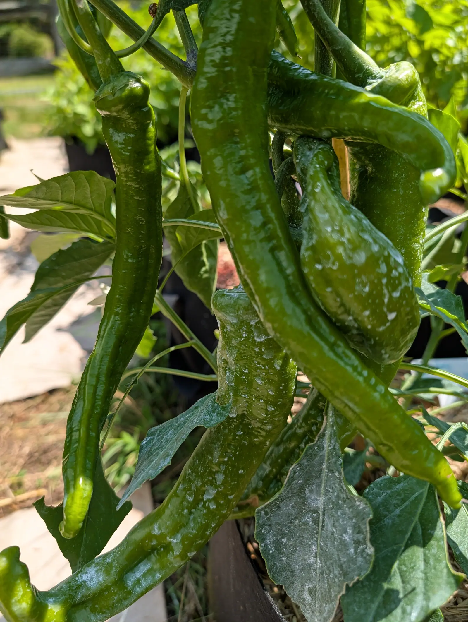 A bunch of long curved green chillies hanging together, several scuffed with pale scarring, above dark leaves and the rim of a container.