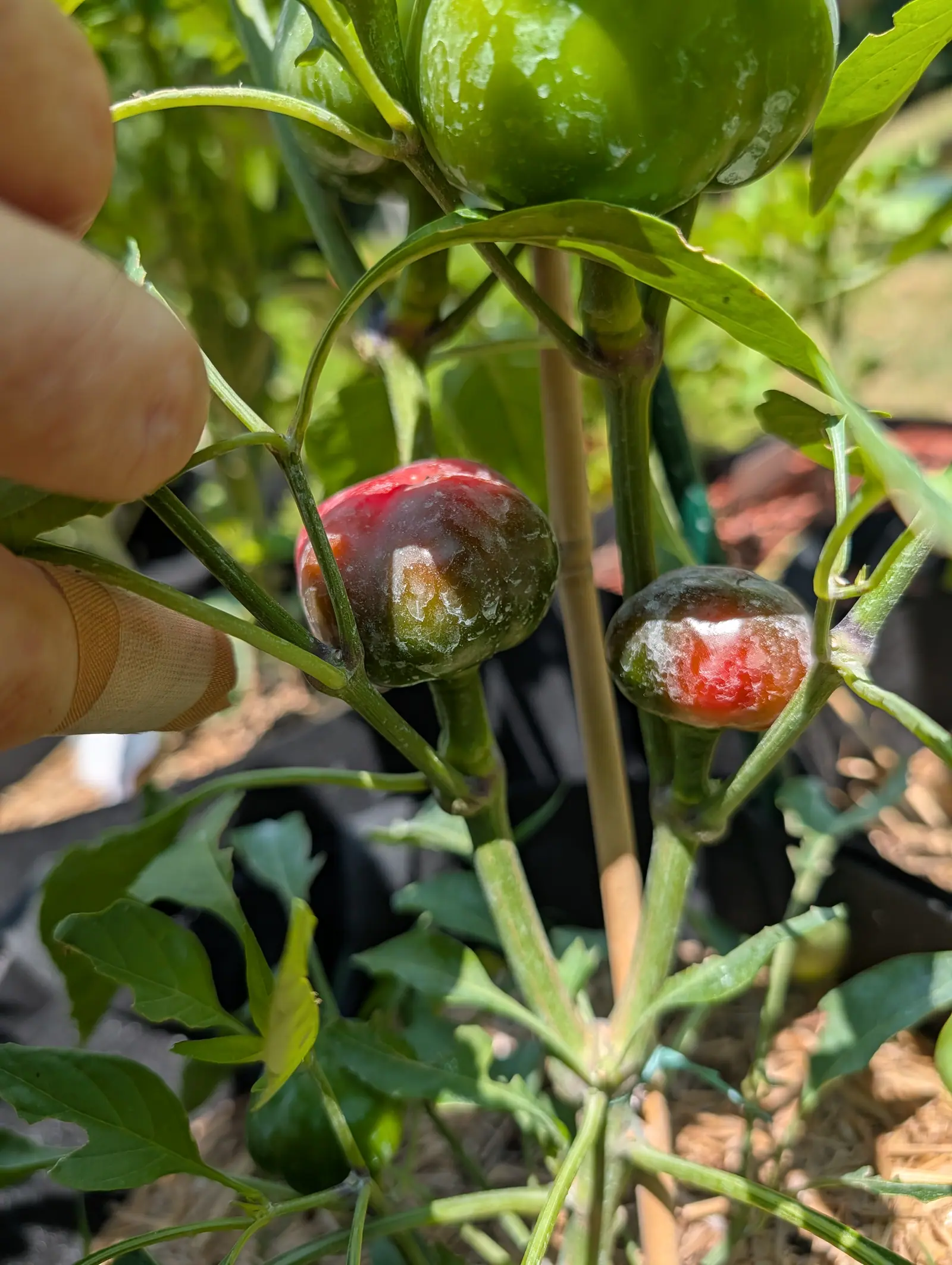 Round cherry peppers ripening on the plant, one mottled deep red and one dark green flushed with red, a bamboo cane behind and fingers holding a leaf aside.