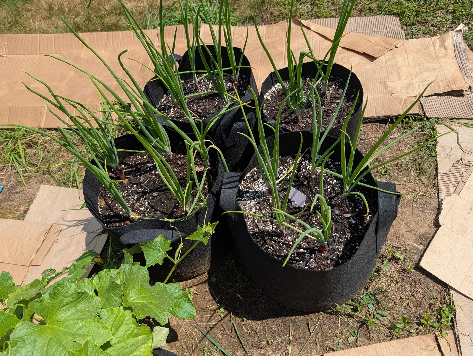 Onion tops sprawling out of four black fabric grow bags set on cardboard over grass, a plastic label pushed into the compost and a squash leaf creeping in at one corner.