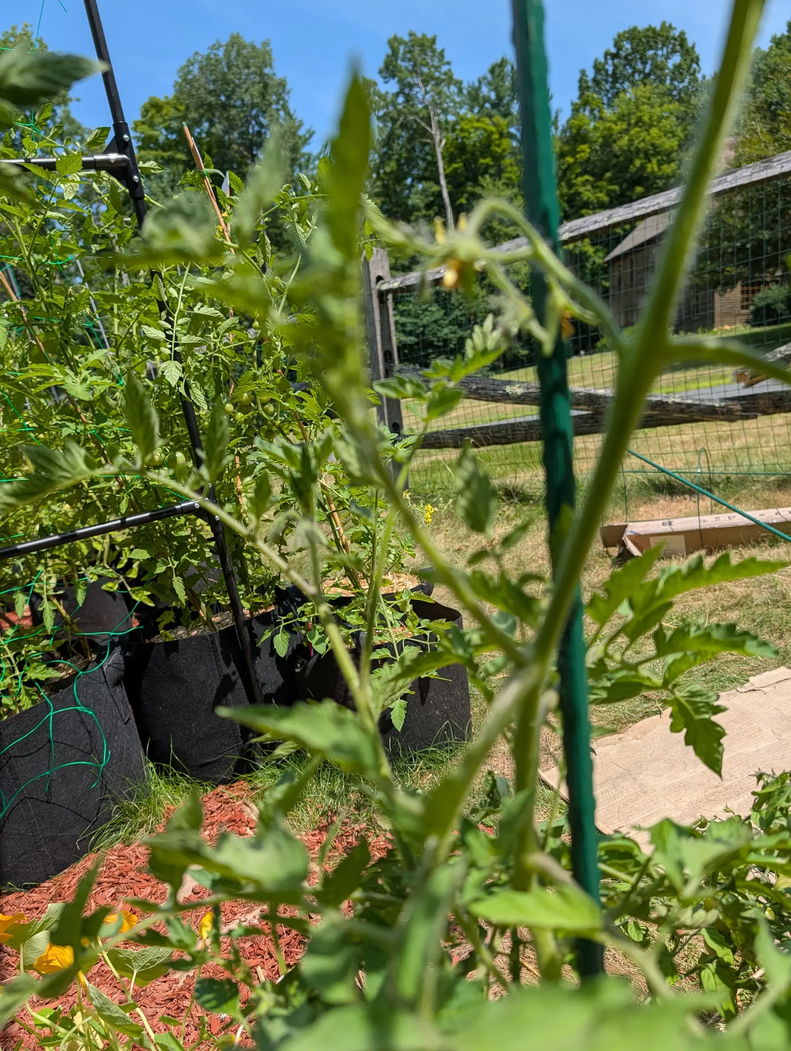 A tomato plant reaching past a green stake with one small cluster of yellow flowers, black fabric grow bags and red-orange mulch below, a split-rail fence and grey barn beyond.