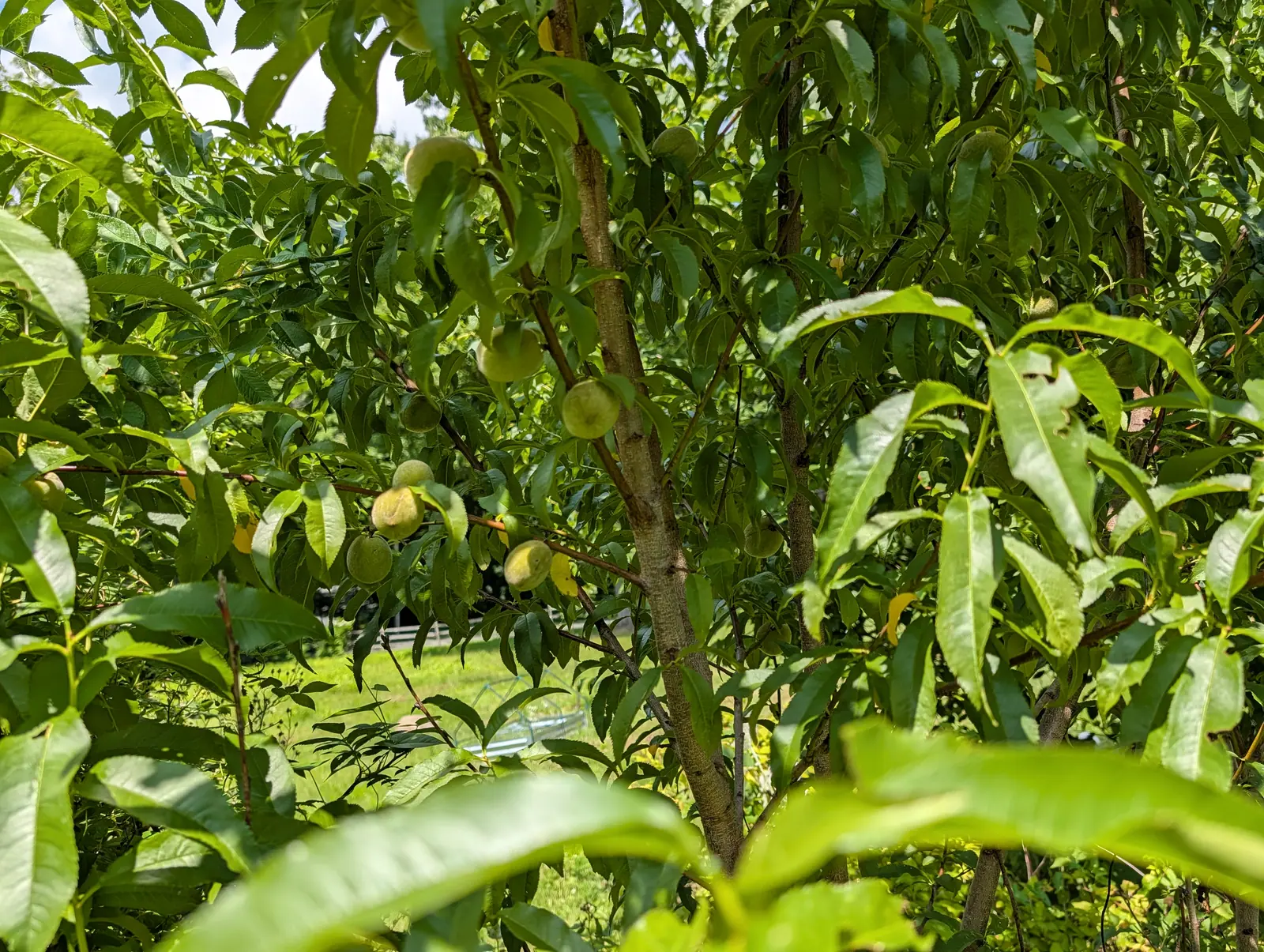 Looking up into a young tree of long narrow leaves, several pale green-yellow fruit with a faint blush hanging along the branches. Sunlight comes through the canopy; other trees and grass show beyond.