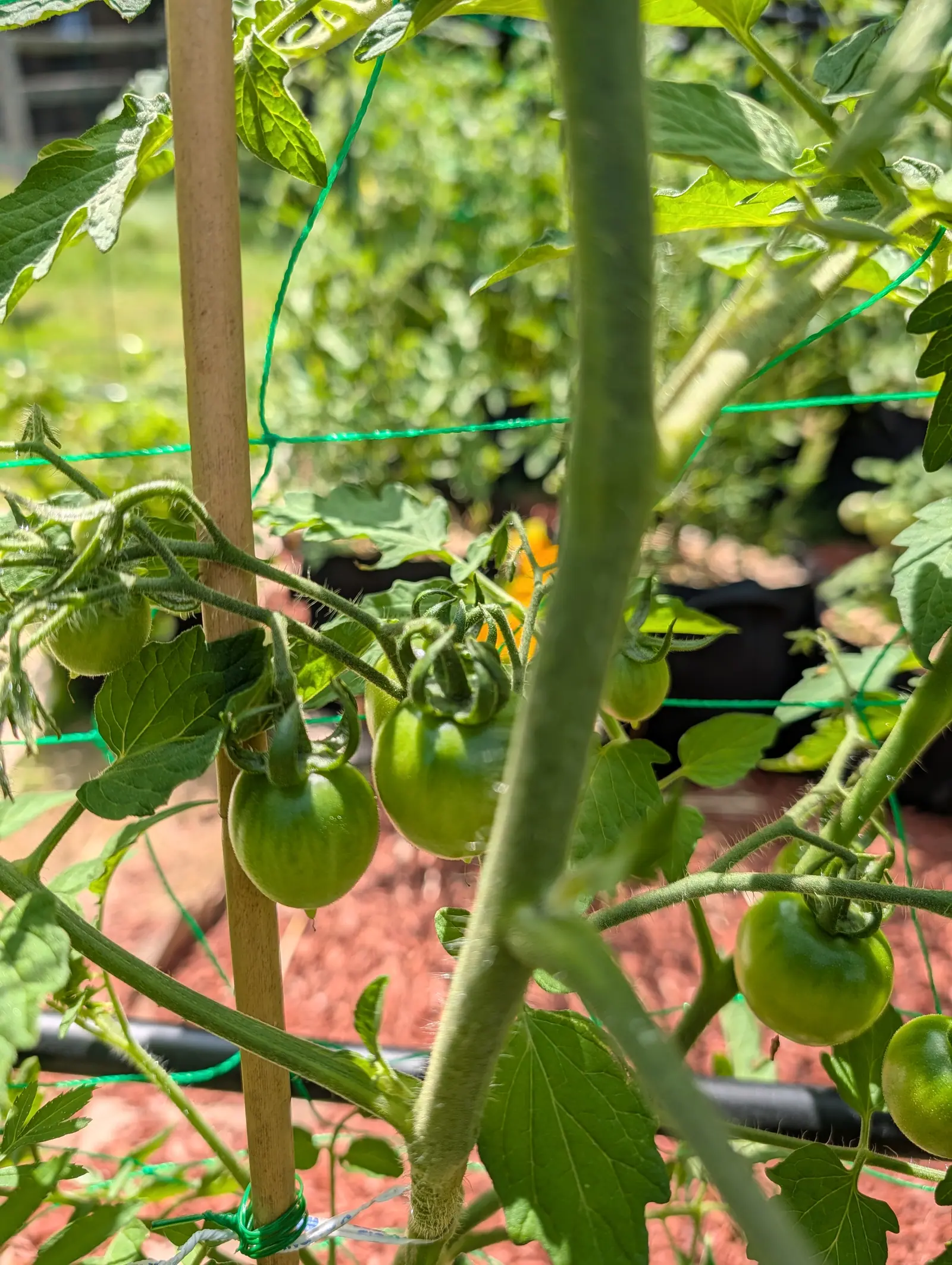 Green tomatoes hanging in twos and threes along a vine beside a bamboo cane, with green trellis netting, a black drip line and red-orange mulch behind.