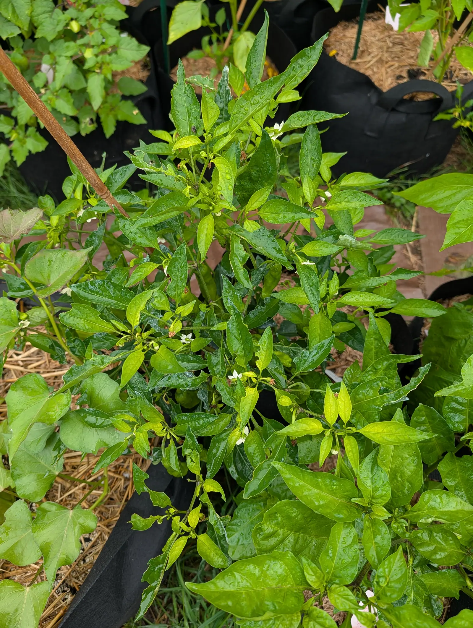 A chilli plant covered in small white flowers and narrow glossy leaves, growing from a black fabric grow bag mulched with straw with a bamboo cane leaning across it.
