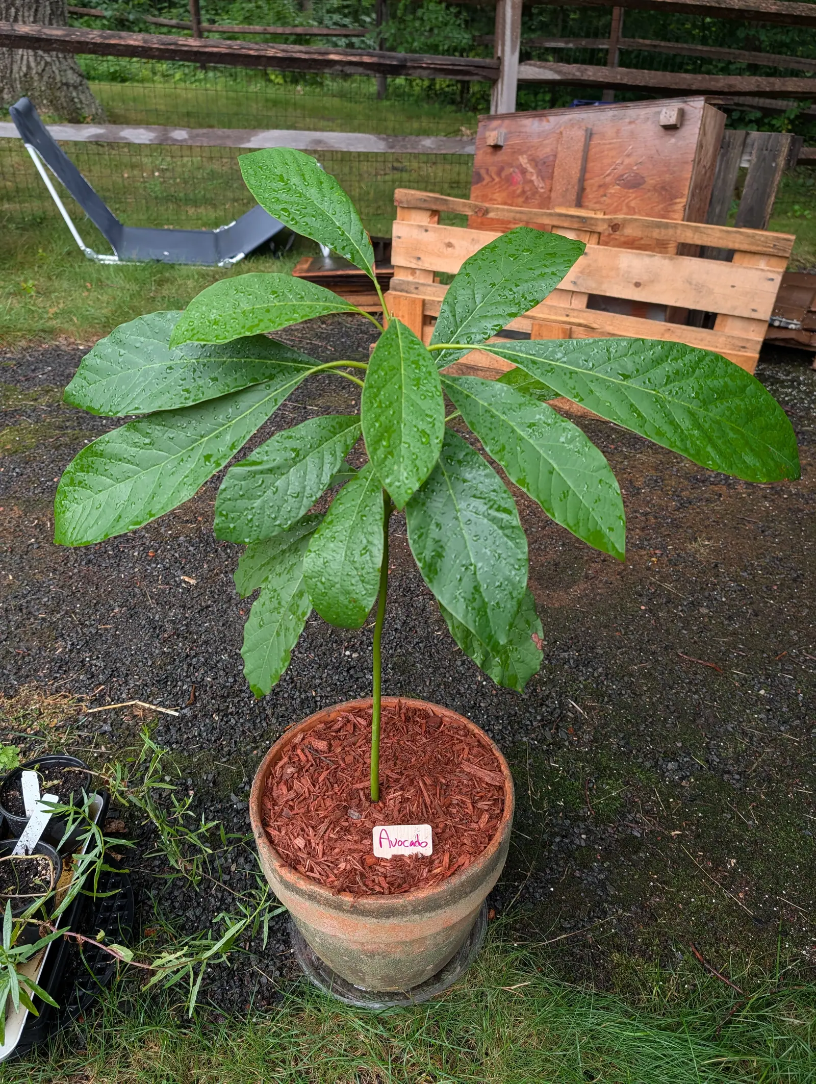 An avocado seedling on a single stem, long glossy leaves fanning out above a terracotta pot of red-orange bark, a handwritten label beside it and a timber pallet behind.