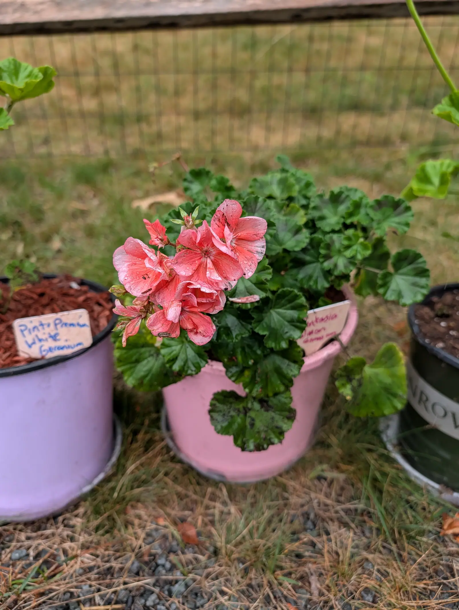 A salmon-pink geranium in flower in a pink-painted pot, its round leaves crowding the rim, between a lilac pot and a black pot on grass by a wire fence.