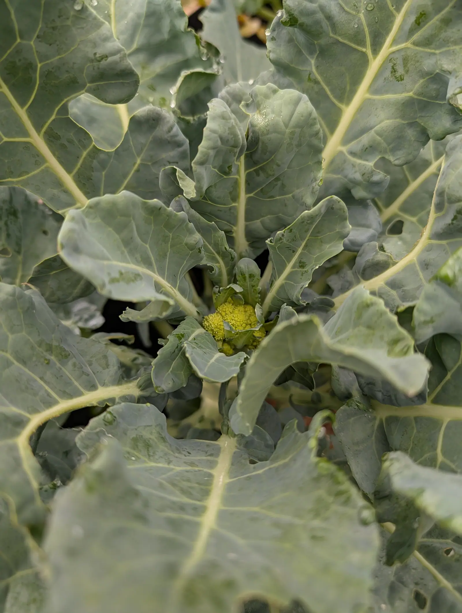 A broccoli plant seen from above, blue-grey ribbed leaves spiralling out and beaded with water, a small tight yellow-green head just forming at the centre.