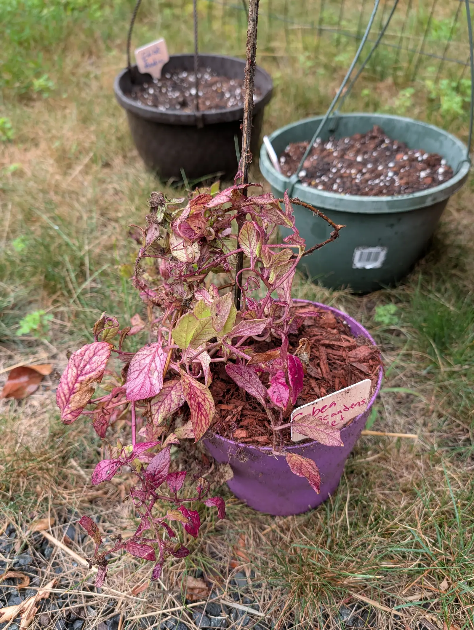A small plant in a purple plastic pot standing on mown grass, its trailing stems carrying pink and cream mottled leaves that are curled and crisp at the edges. A thin cane rises behind it and a handwritten label is pushed into the bark mulch. Two hanging baskets holding only potting mix sit on the grass beyond.
