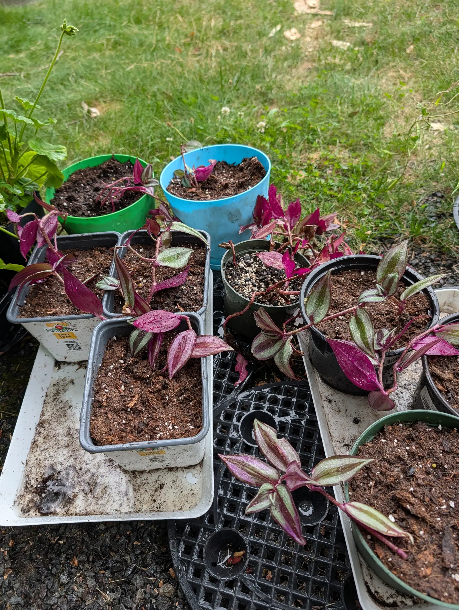 Tradescantia cuttings striped purple and silver rooting in trays and mismatched pots of compost, a green bowl and a blue bowl among them, set out on gravel and grass.