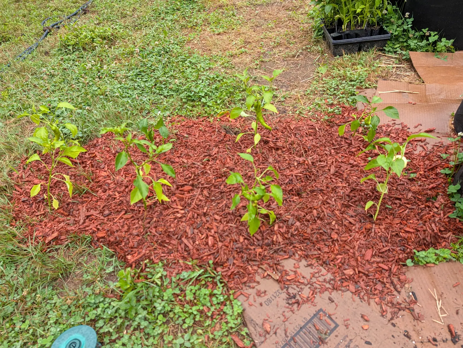 Five young pepper plants spaced across a rectangular bed of red-orange bark mulch cut into mown grass, a black tray of grassy seedlings and a coiled hose at its edges.