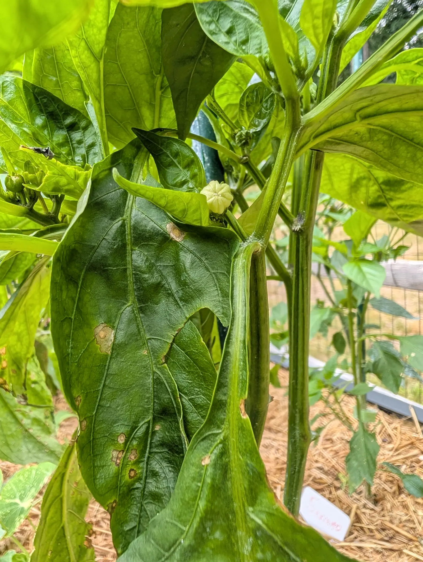 A single cream pepper flower opening at the top of a plant, the big dark leaves below it blotched with pale spots, with straw mulch and a white label beneath.