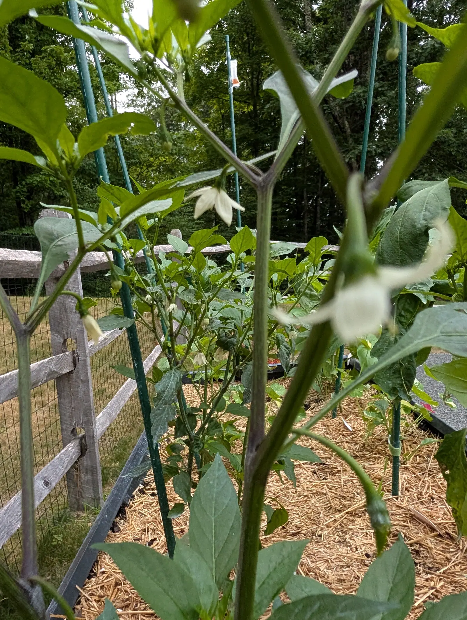White pepper flowers hanging under the leaves of plants staked in a straw-mulched bed, a split-rail fence and wire beside them and woodland behind under grey light.