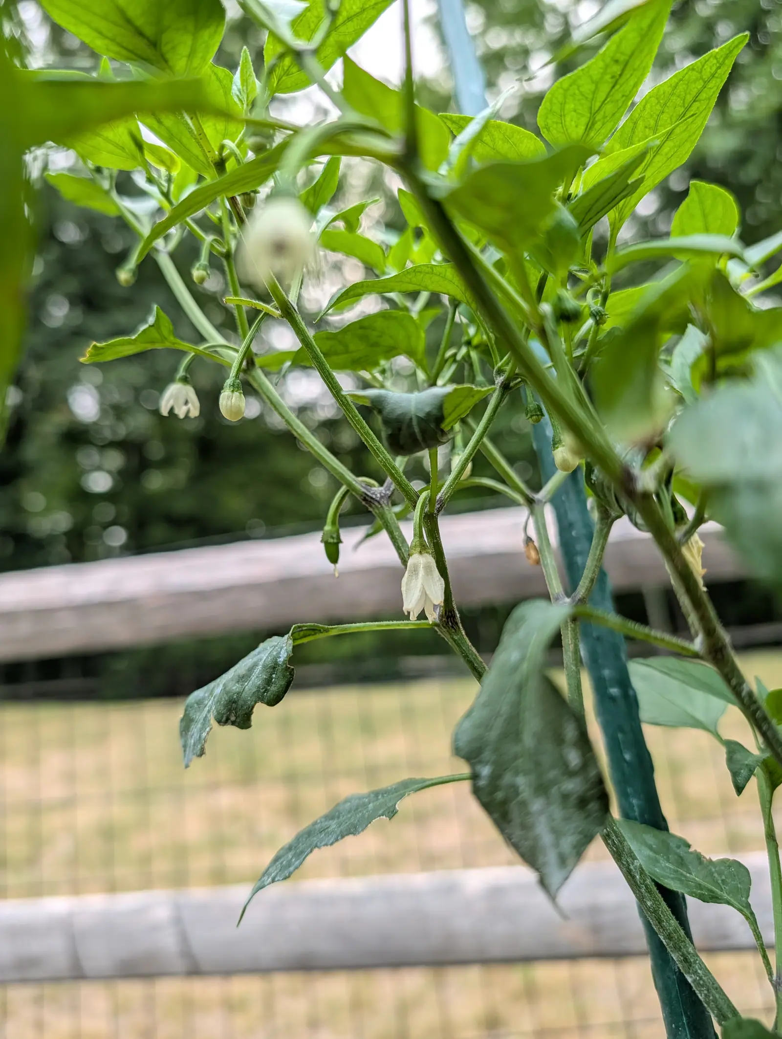 Small white flowers nodding from a pepper plant tied to a green stake, one tiny fruit already set, with a wire fence and timber rail blurred behind.