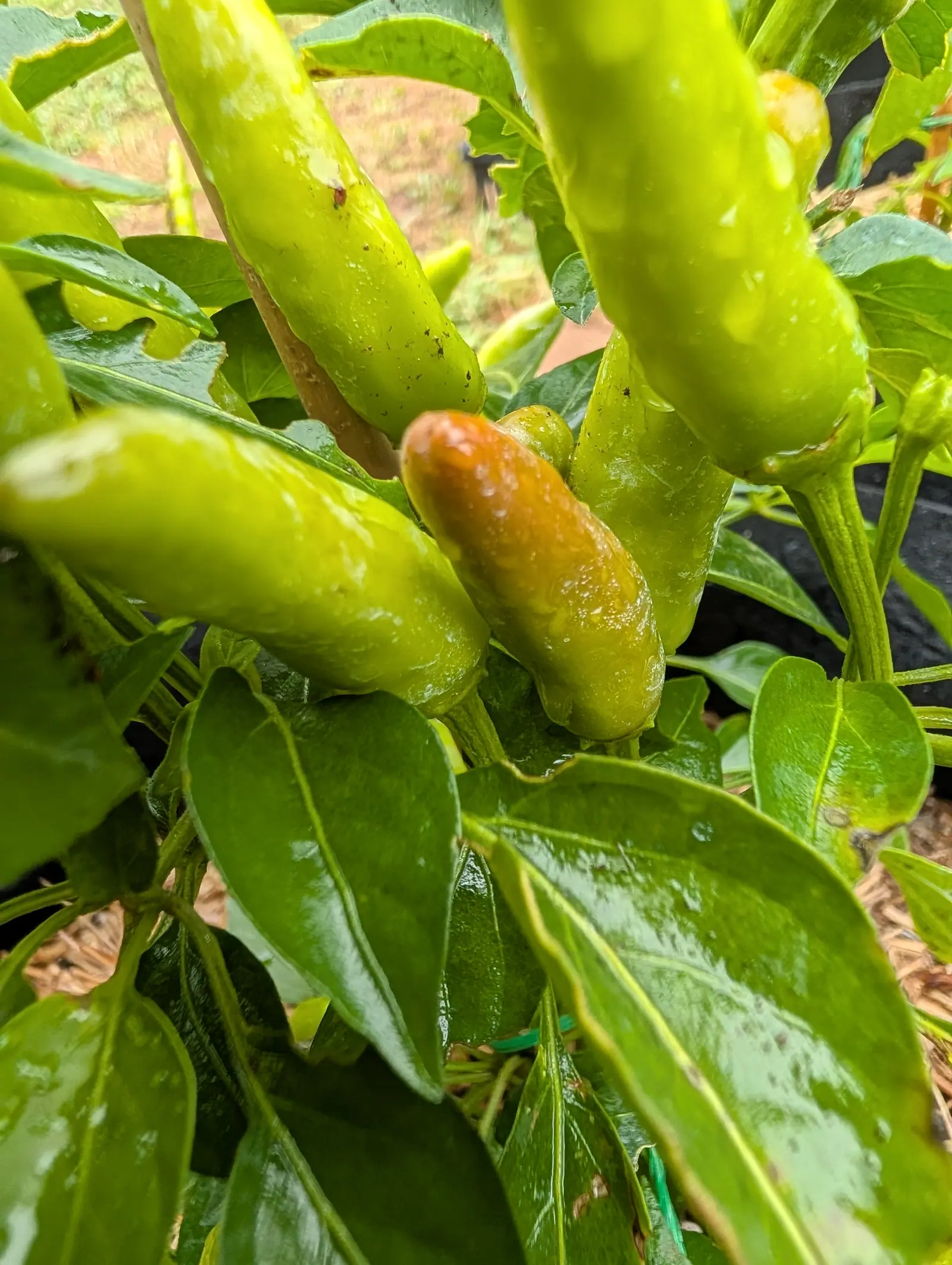 Pale yellow-green chillies pointing upward on the plant, one already flushed orange-brown, all of them wet with rain above broad glossy leaves.