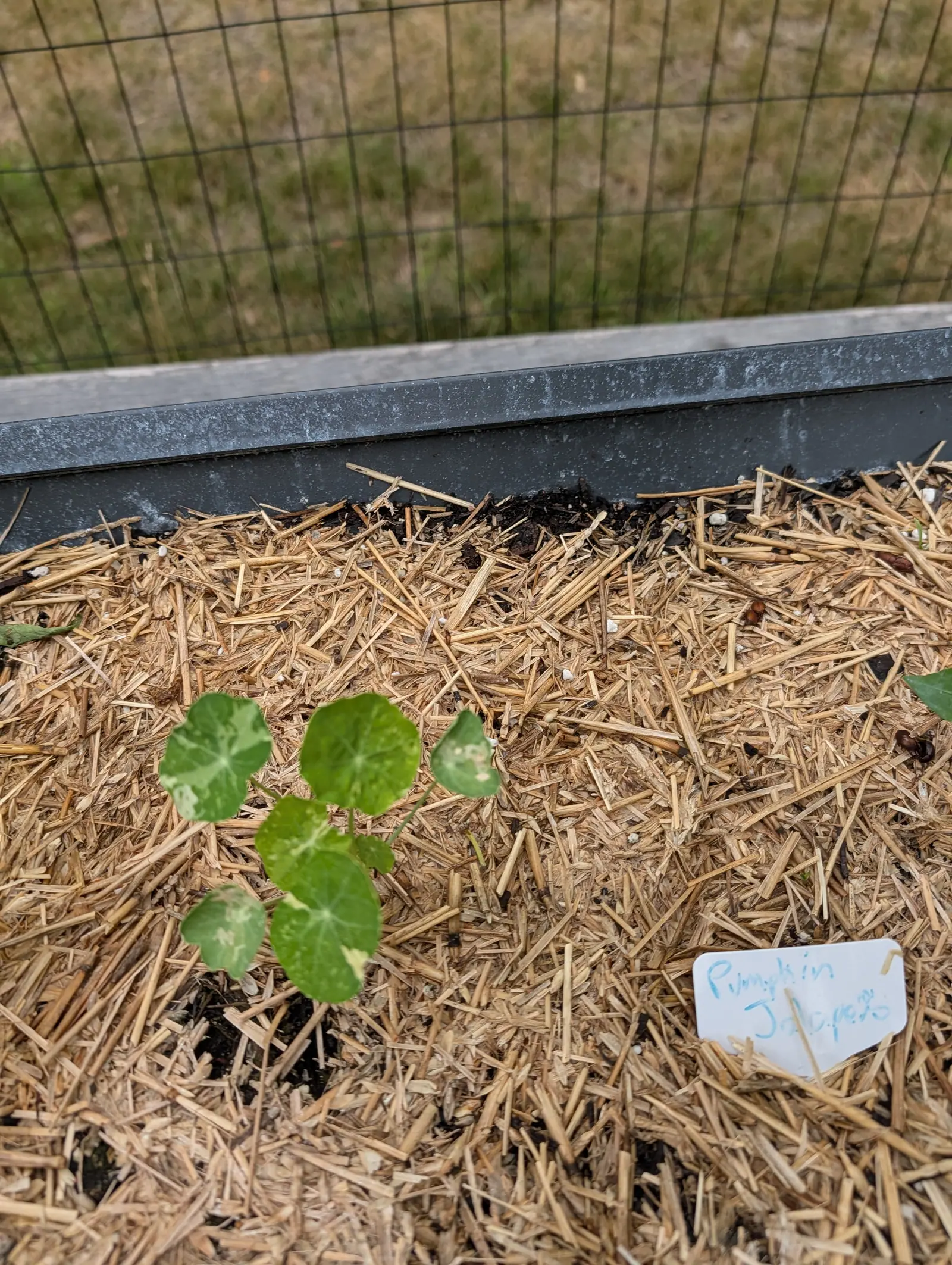 A young nasturtium with six round leaves in a bed of straw mulch, a handwritten white label leaning nearby and a wire fence and mown grass behind.
