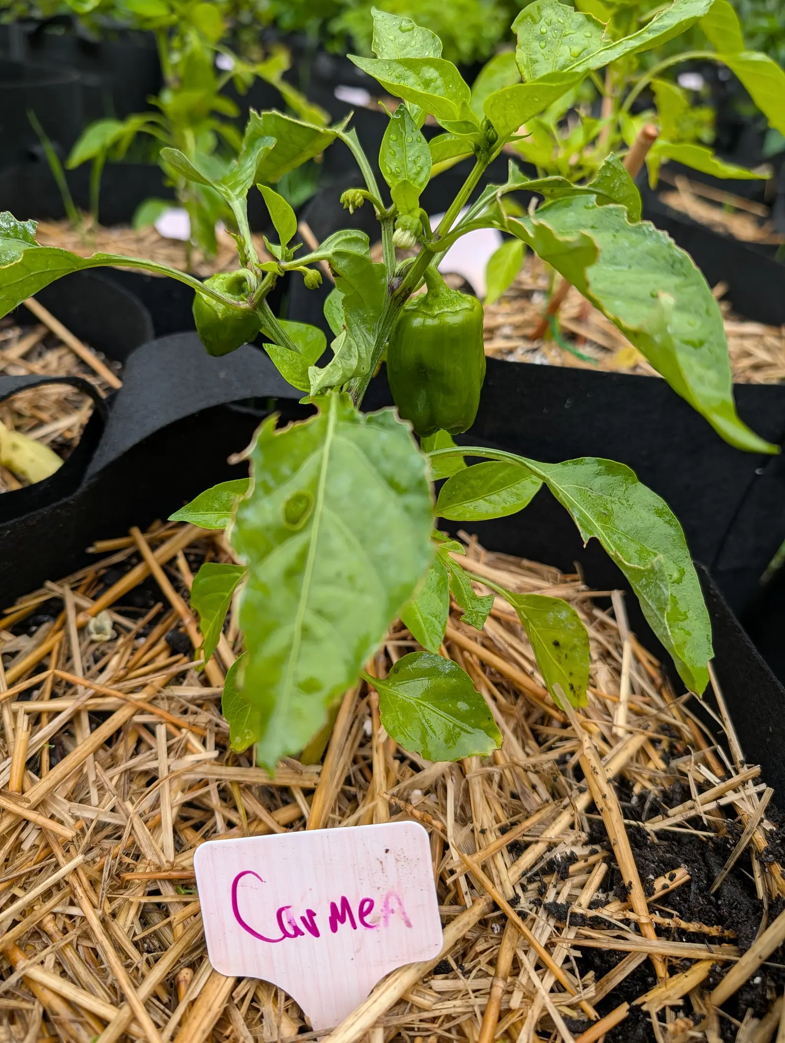 A young pepper plant holding two glossy green peppers in a black fabric grow bag, straw mulch around its stem and a white label in front.