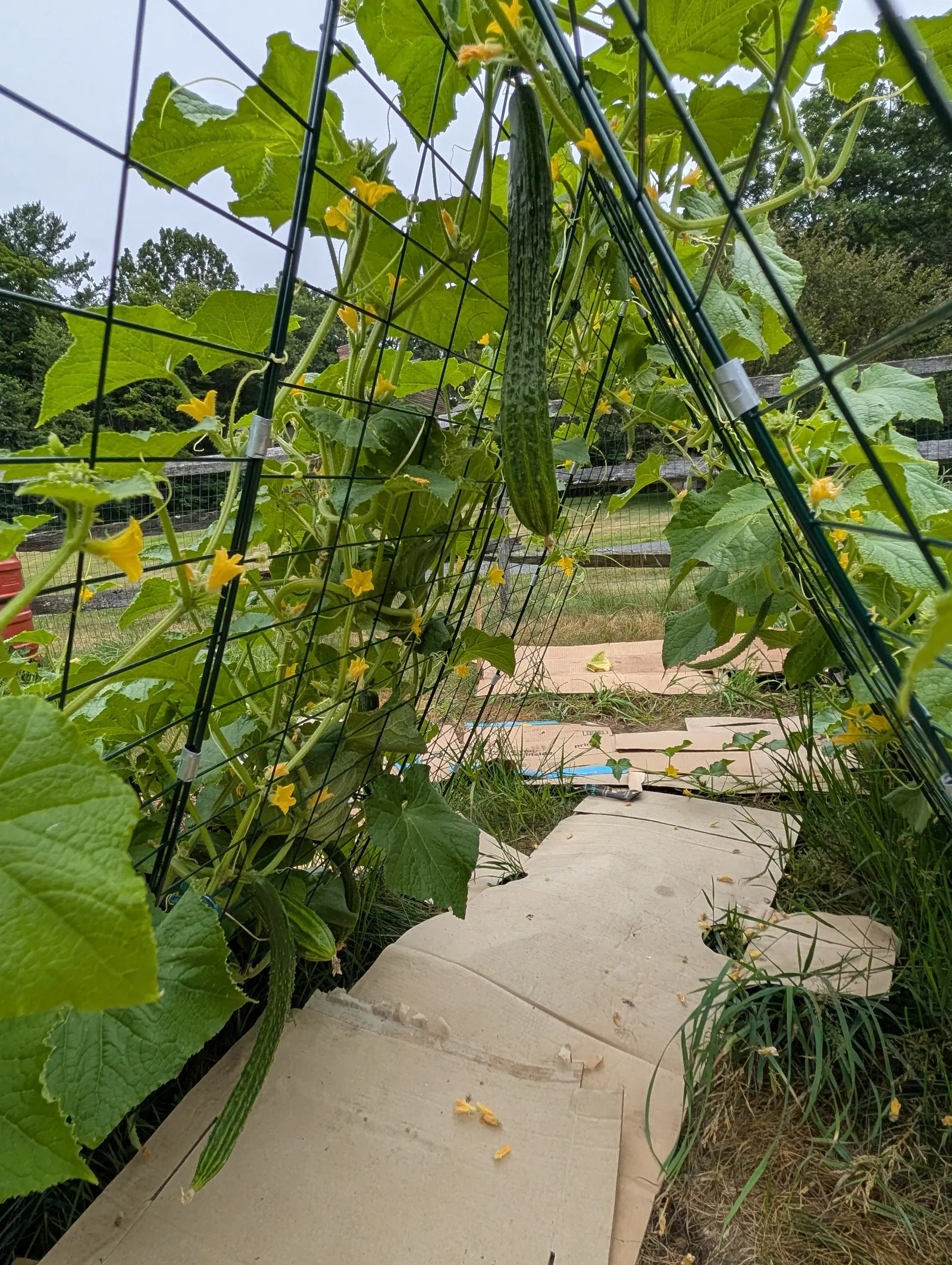 A long ridged cucumber hanging from a vine on a green wire trellis, yellow flowers along the stems, with flattened cardboard underfoot and lawn and fence beyond.