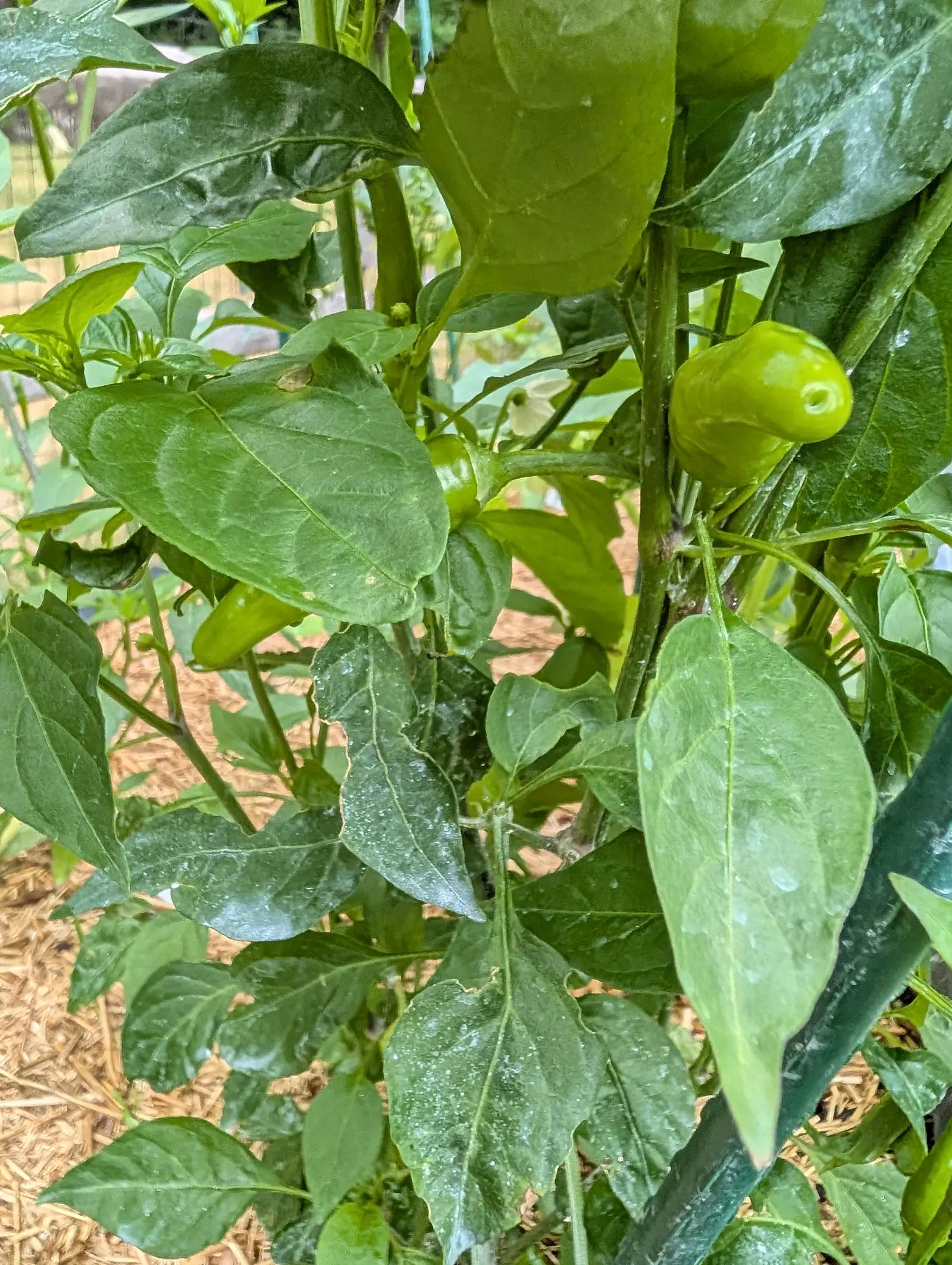 A small pale green pepper hanging among broad pepper leaves scarred with pale patches, red-orange mulch blurred behind, everything wet from rain.