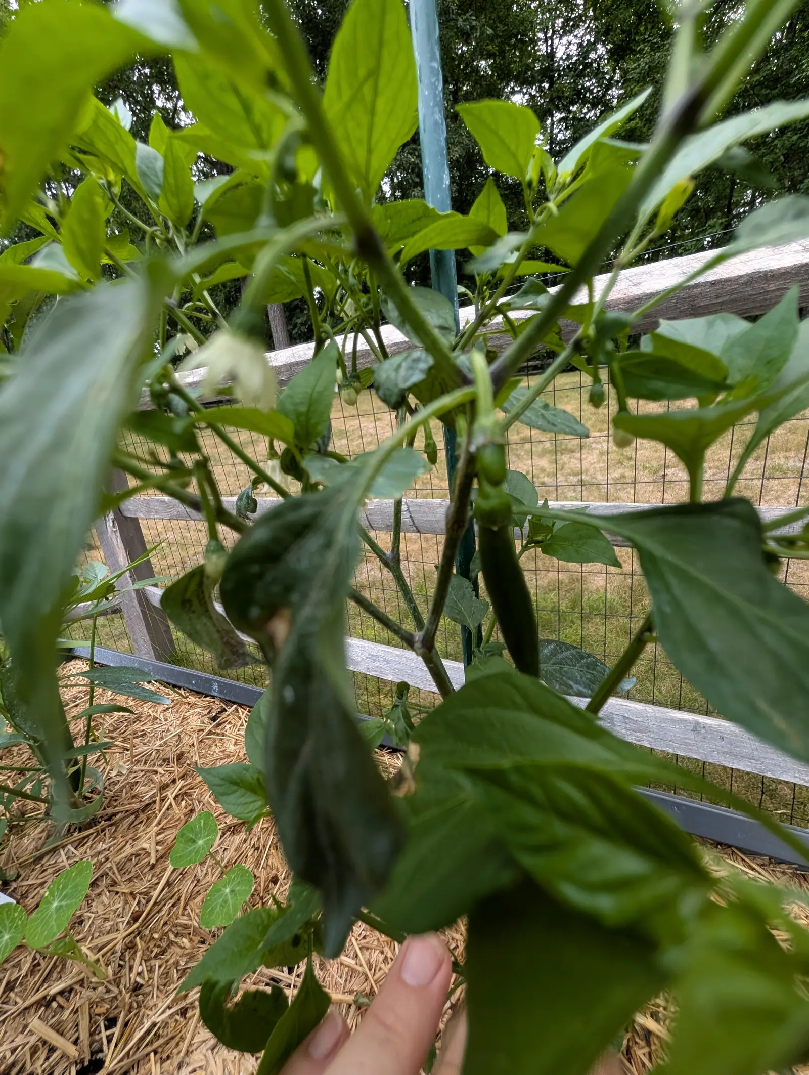A pepper plant held open to show small green fruit under its leaves, a green stake behind it, straw mulch below and a split-rail fence beyond, a hand at the bottom edge.