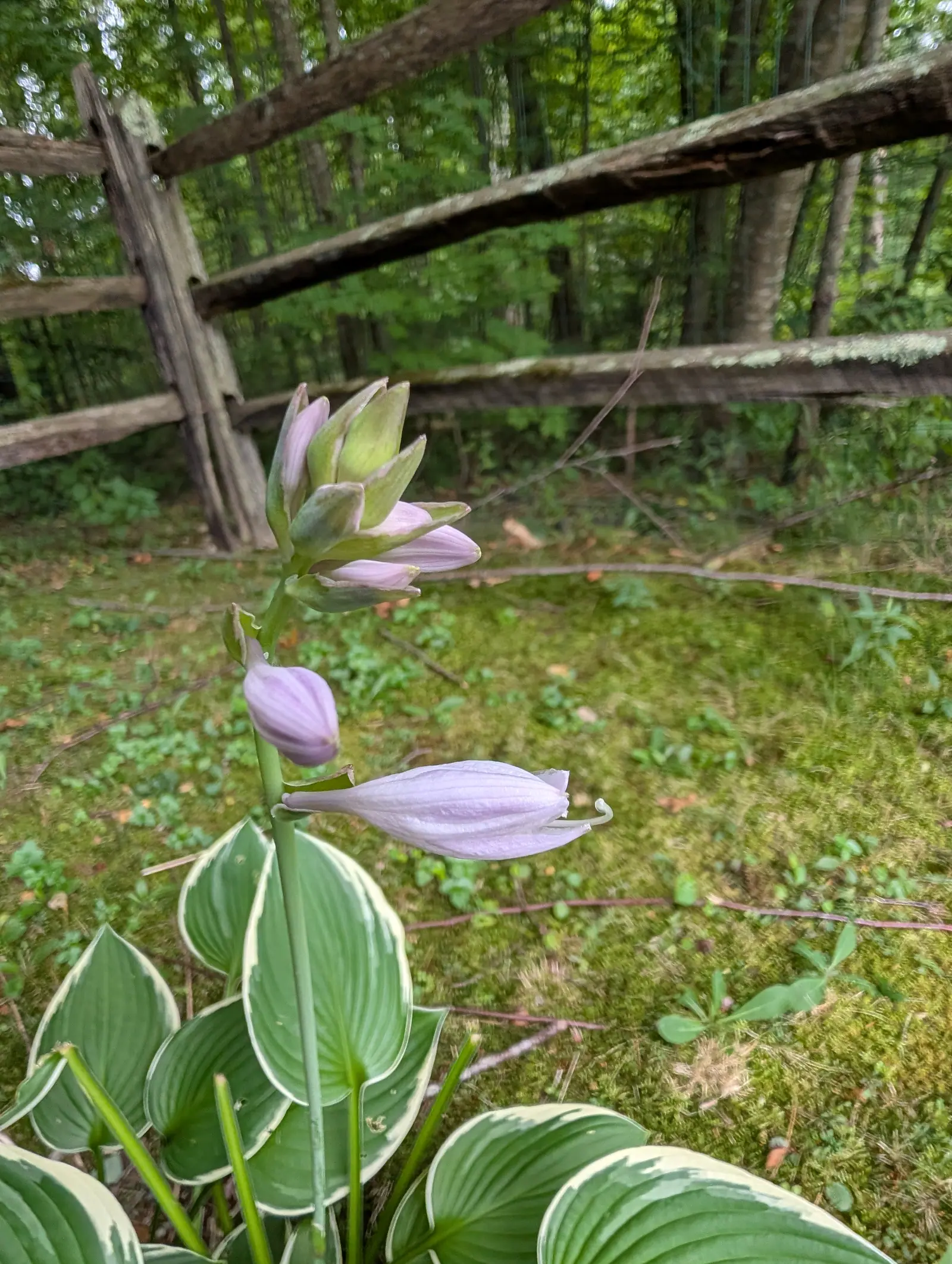 A hosta flower stem rising above white-edged leaves, pale lavender buds and one open bell, with moss, fallen branches and a split-rail fence in the woodland behind.