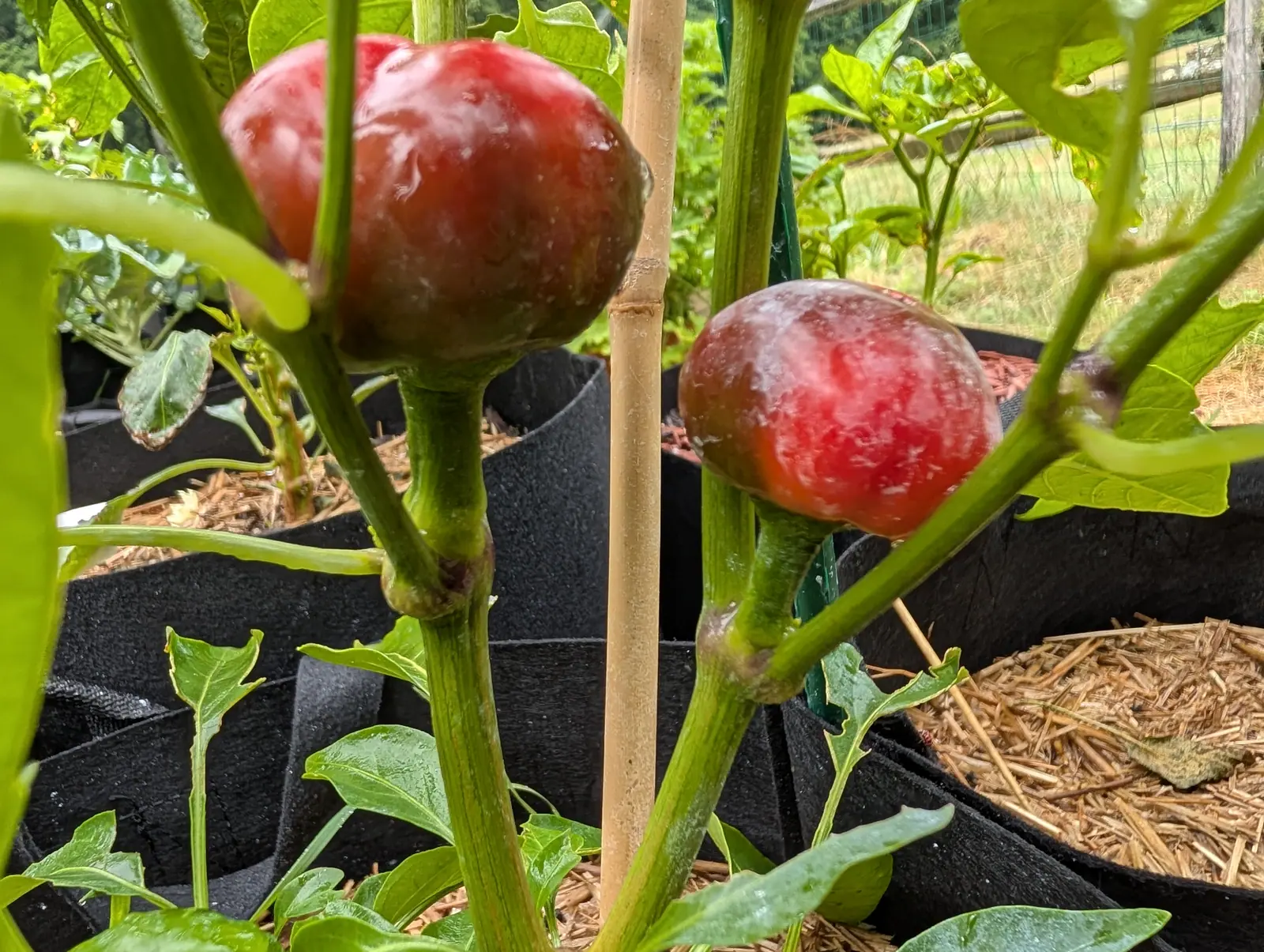 Two round cherry peppers ripening on the plant, one deep maroon and one blushed pink-red, either side of a bamboo cane above black fabric grow bags and straw.