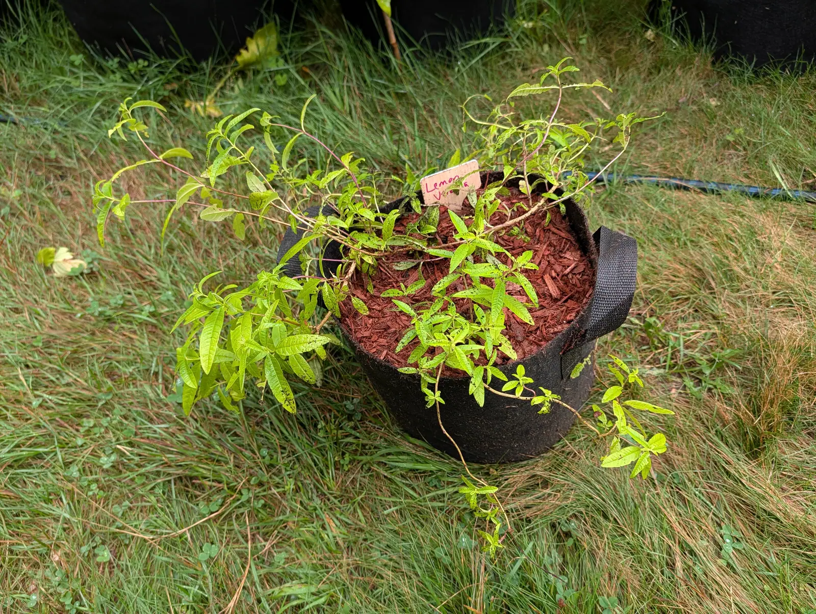 A lemon verbena sprawling from a black fabric grow bag of red-orange bark mulch on rough grass, its narrow pale green leaves carried on long lax stems, a small handwritten label pushed into the bark.