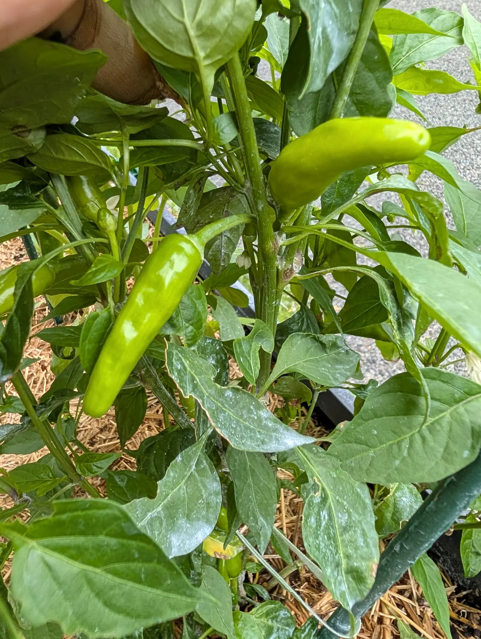 Two long tapering green peppers hanging among glossy dark leaves, a fingertip just visible at the top edge of the frame, with straw mulch and paving below the plant.