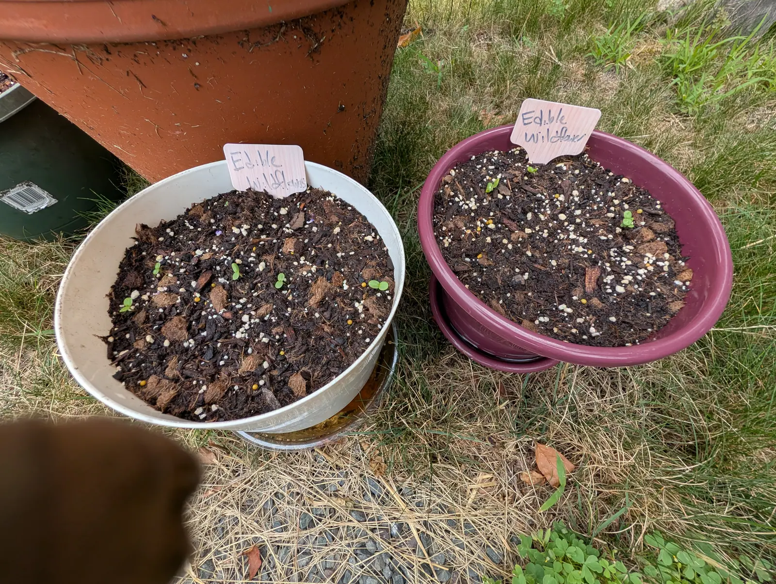 Two shallow containers of dark compost flecked with perlite, a galvanised bowl and a plum-purple pot, each with a handwritten label over a scatter of tiny seedlings, a large brown shape blurred at the near edge.
