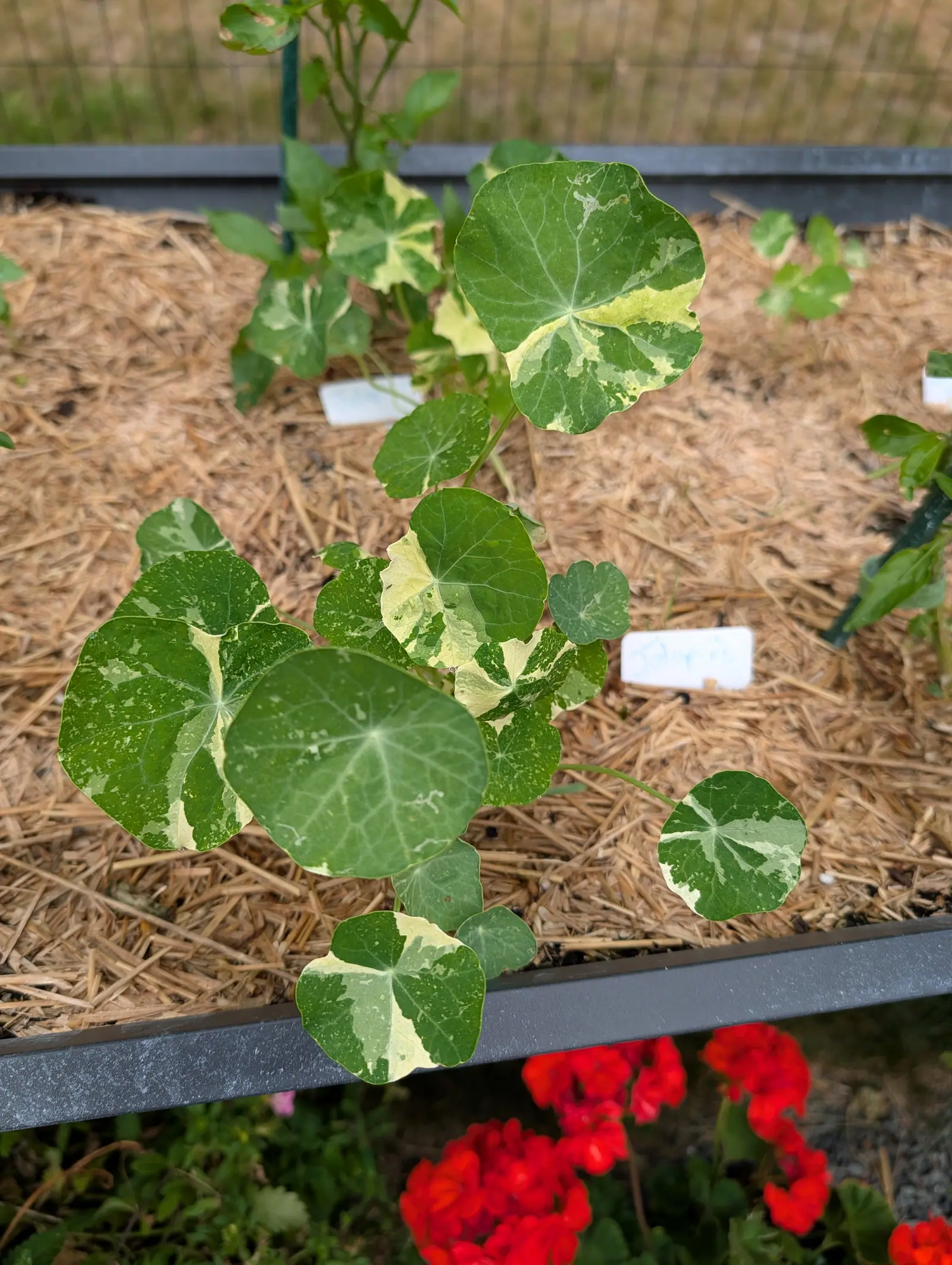 A young nasturtium with round leaves boldly splashed cream and green, growing out of straw mulch in a grey raised bed, wire fencing behind and red geraniums blurred in the foreground.