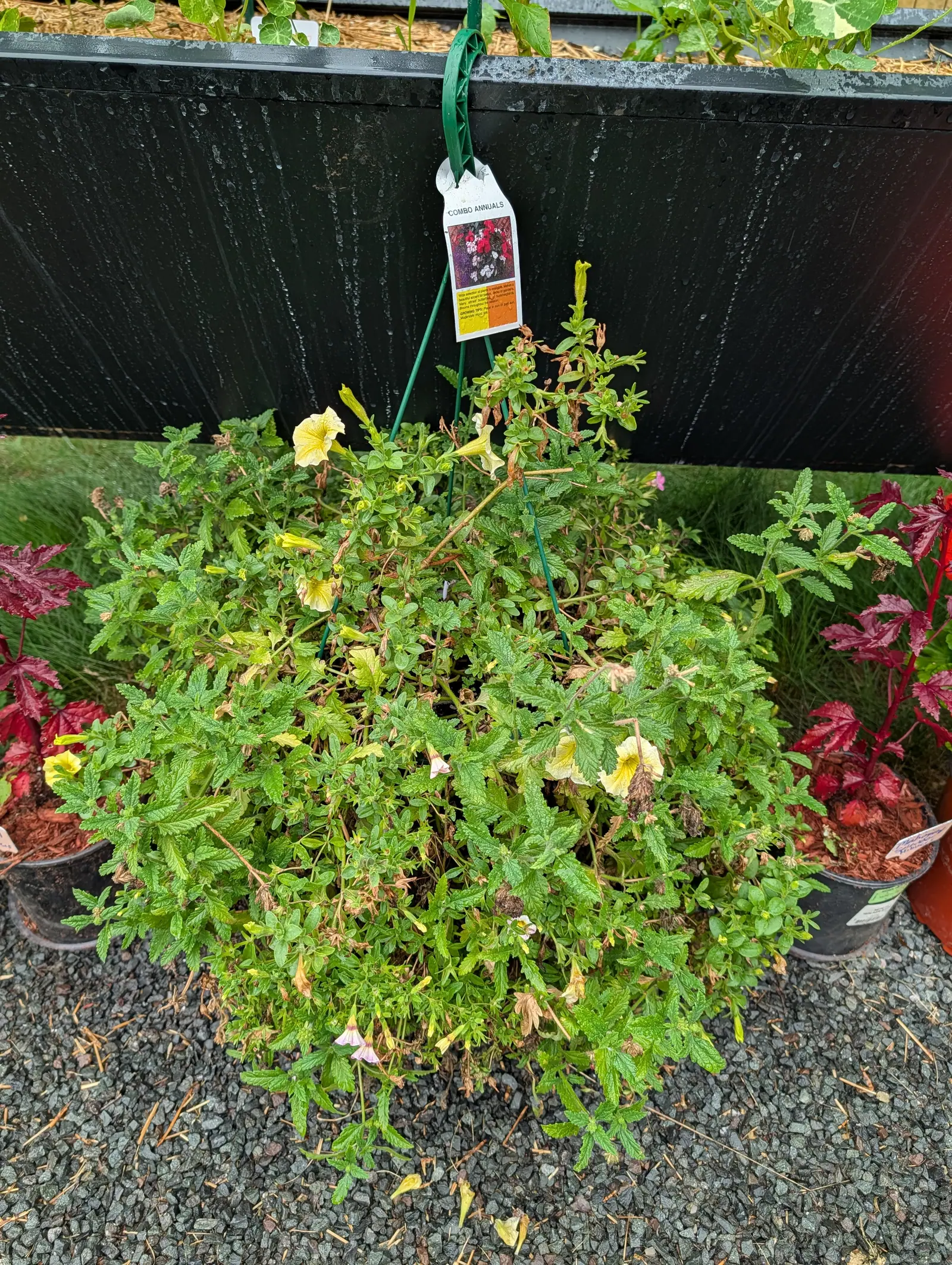 A low mound of ferny green foliage carrying a few pale yellow trumpet flowers in a nursery pot on grey gravel, a printed label hanging from a green stake above it and deeply lobed dark red foliage in pots either side.
