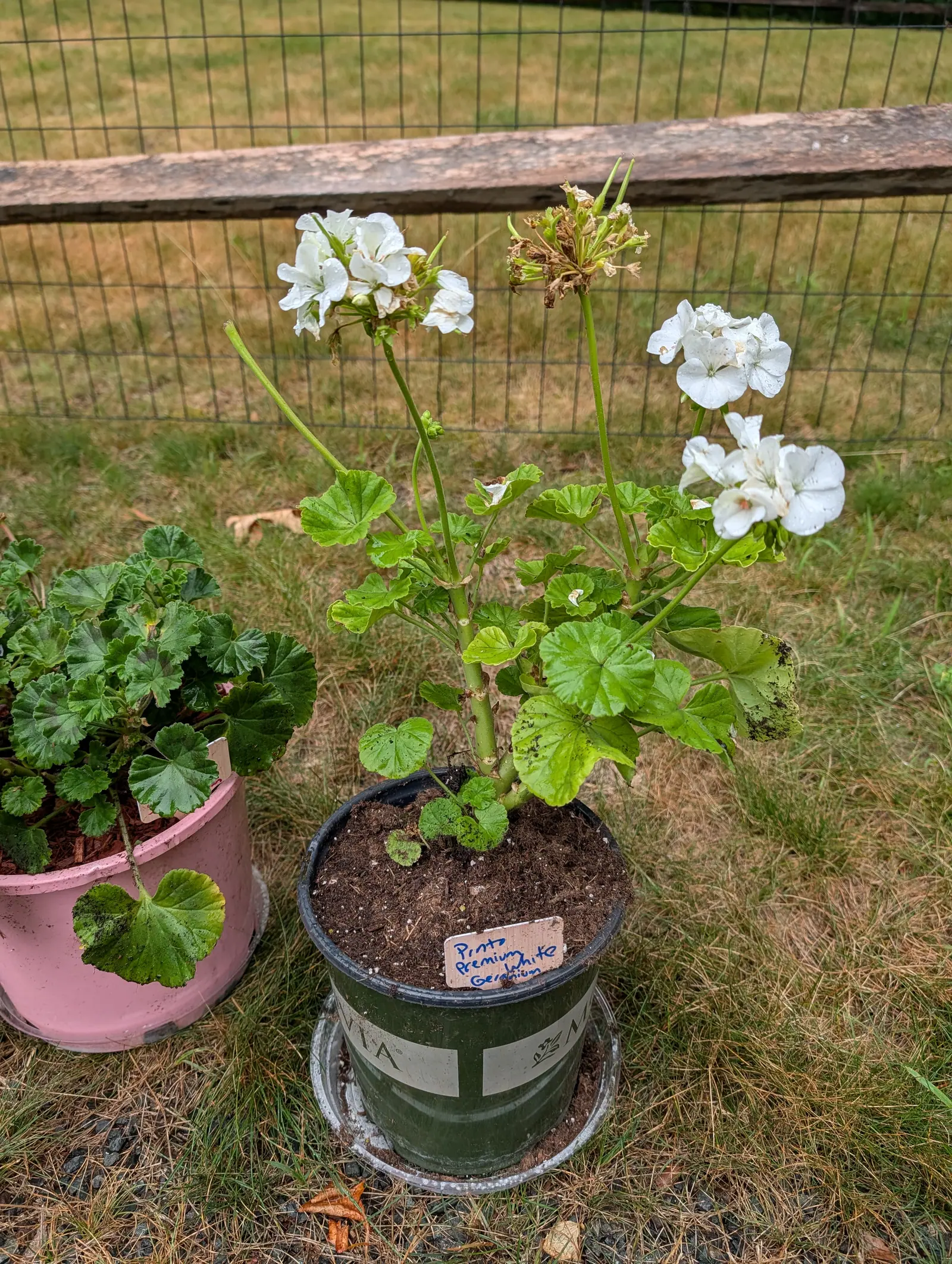 A white-flowered geranium in a dark green nursery pot standing on rough grass by a split-rail fence, a handwritten label in the soil and a pink pot of geranium leaves alongside.