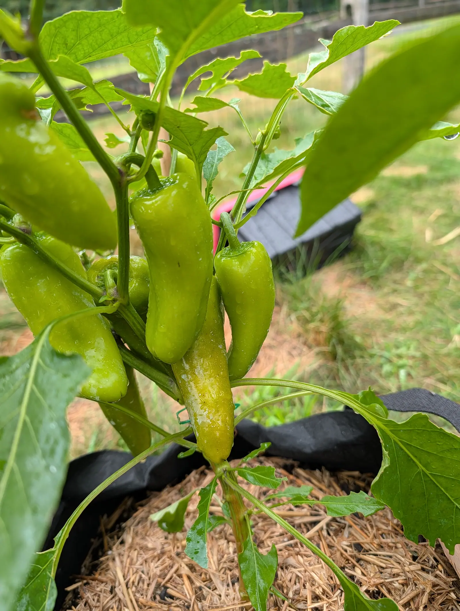 A cluster of pale green blocky peppers hanging low on the plant, a black fabric grow bag and straw mulch beneath them, with mown grass and a fence line beyond.