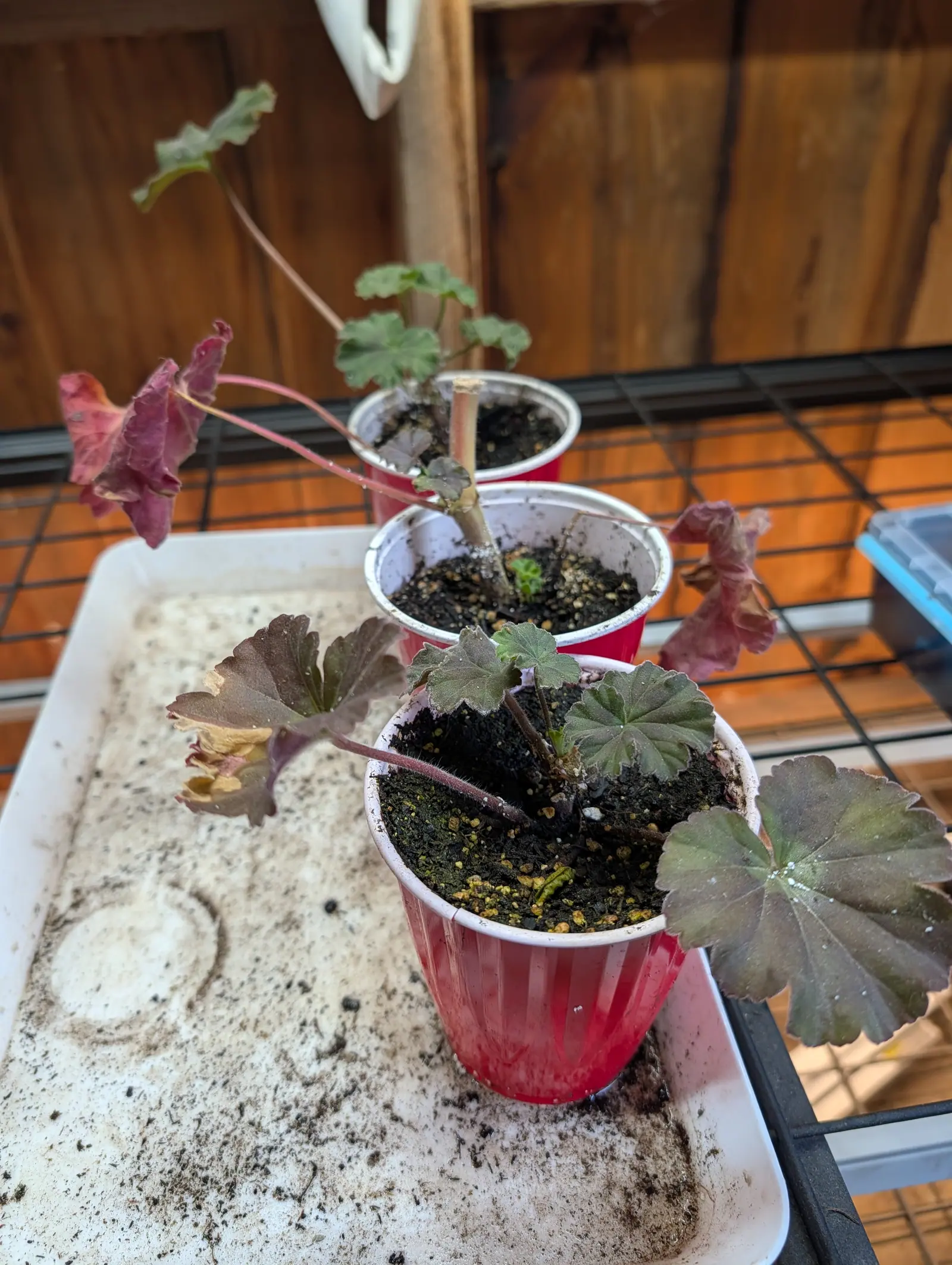 Geranium cuttings rooting in red and white plastic cups of dark compost, their leaves flushed bronze-purple, standing in a white tray on a wire rack against a timber wall.
