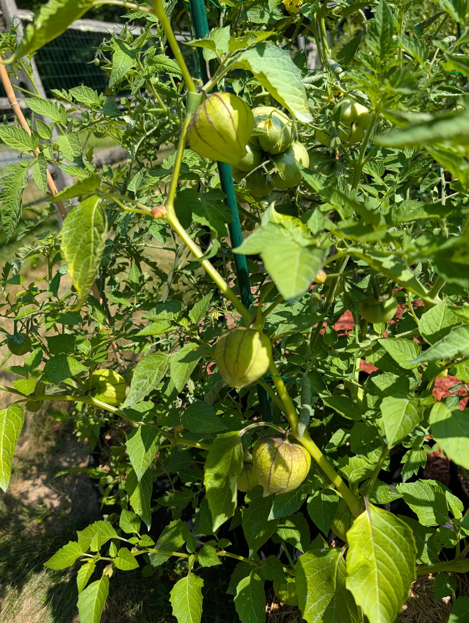 Green tomatillos in papery husks veined faintly purple, hanging through a leafy plant staked to a green metal post, with wire fencing and more foliage behind in strong sun.