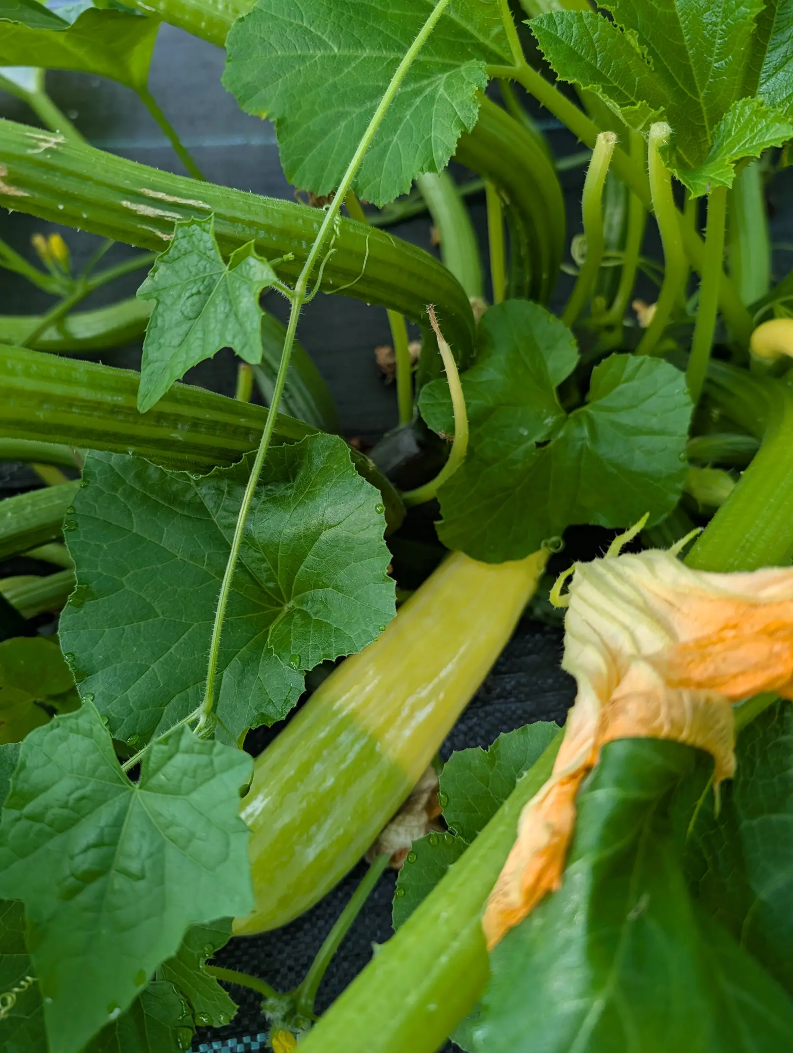 A summer squash two-toned pale yellow at the stem and green at the tip, lying among broad squash leaves in a black fabric grow bag, an orange flower open beside it.