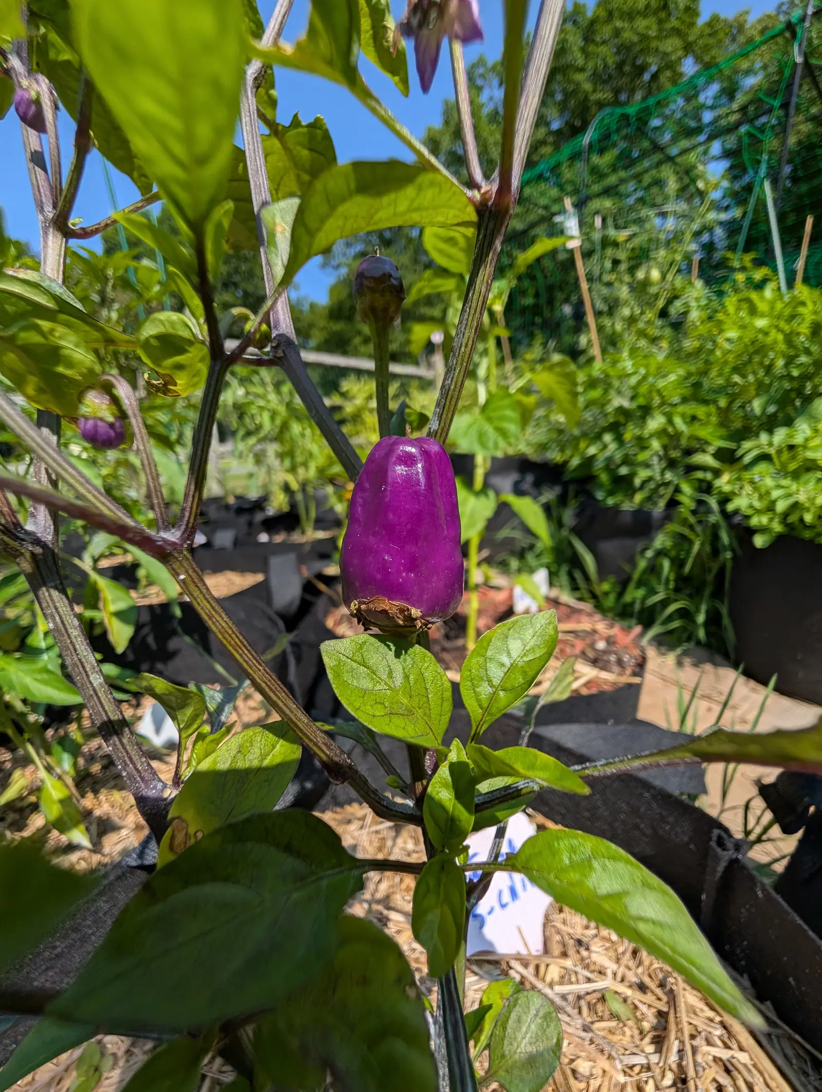 A single glossy purple pepper standing upright on the plant against a clear blue sky, black fabric grow bags and green mesh fencing behind, straw mulch below.