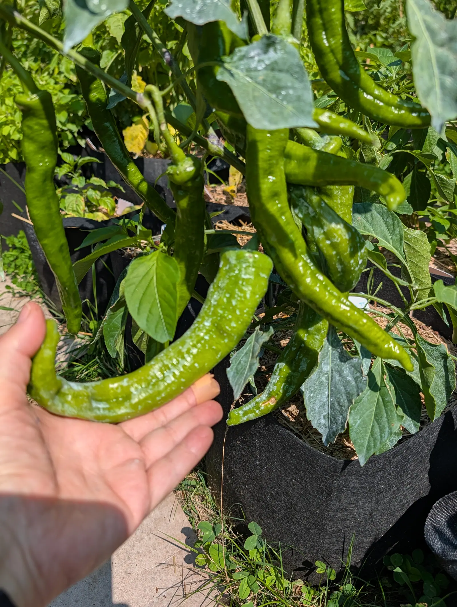 Long curved green peppers hanging from a plant in a black fabric grow bag, one of them cupped from below in a bare hand, with paving and grass at the edge.