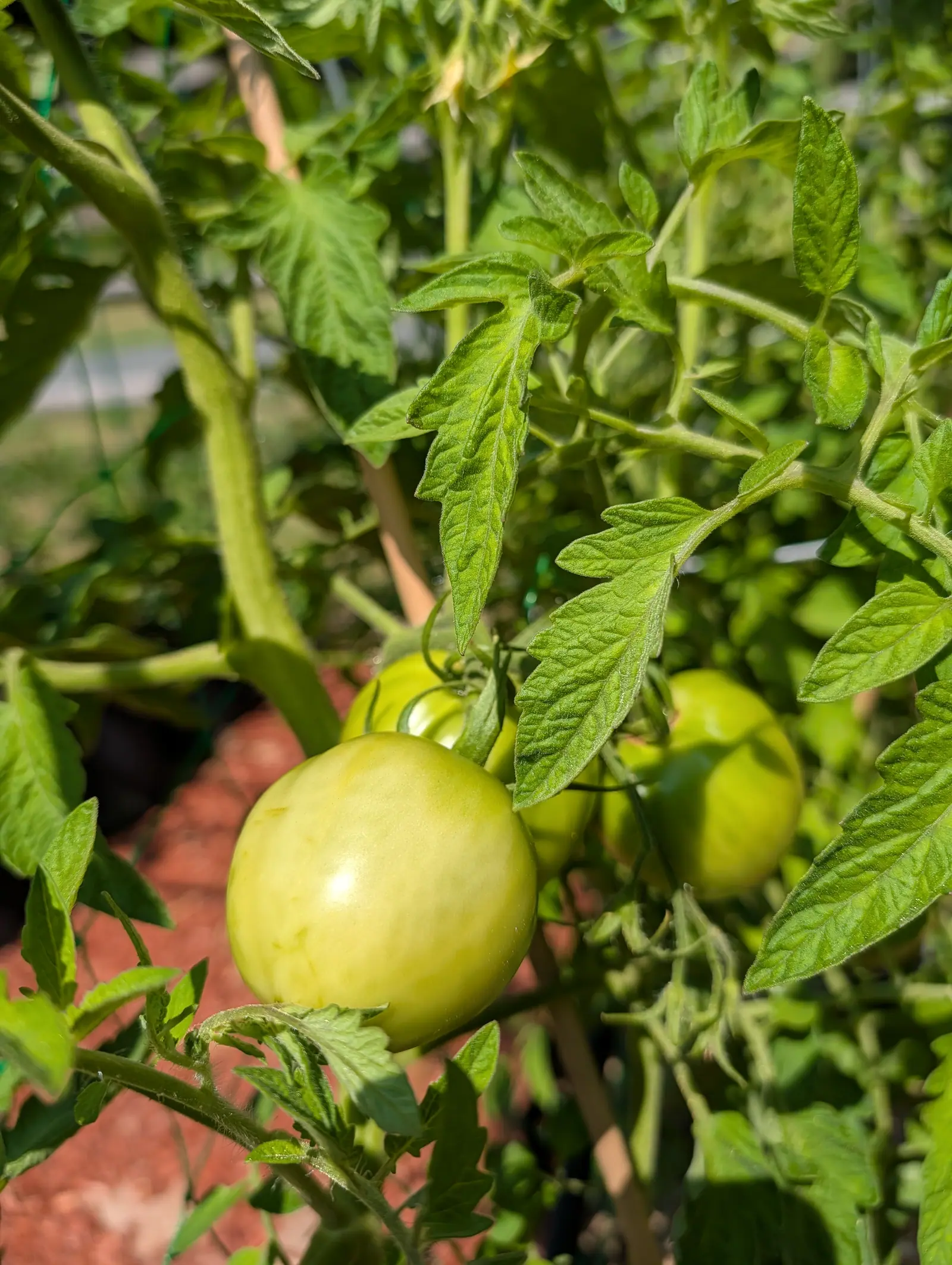 A large pale yellow-green tomato ripening on the vine among ferny leaves, several more fruits behind it, with red-orange mulch and a bamboo cane in the background.