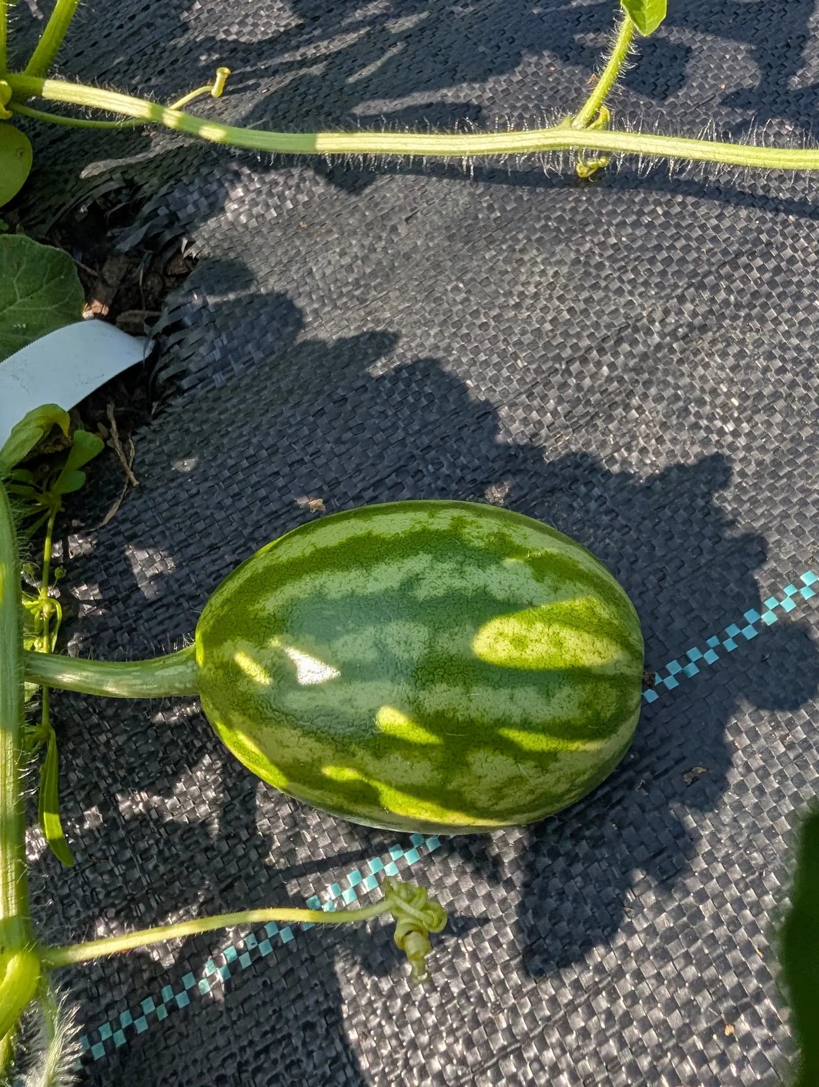 A small round watermelon striped light and dark green resting on black woven ground fabric, its vine and tendrils around it and a dashed teal-and-white line running across the fabric alongside.