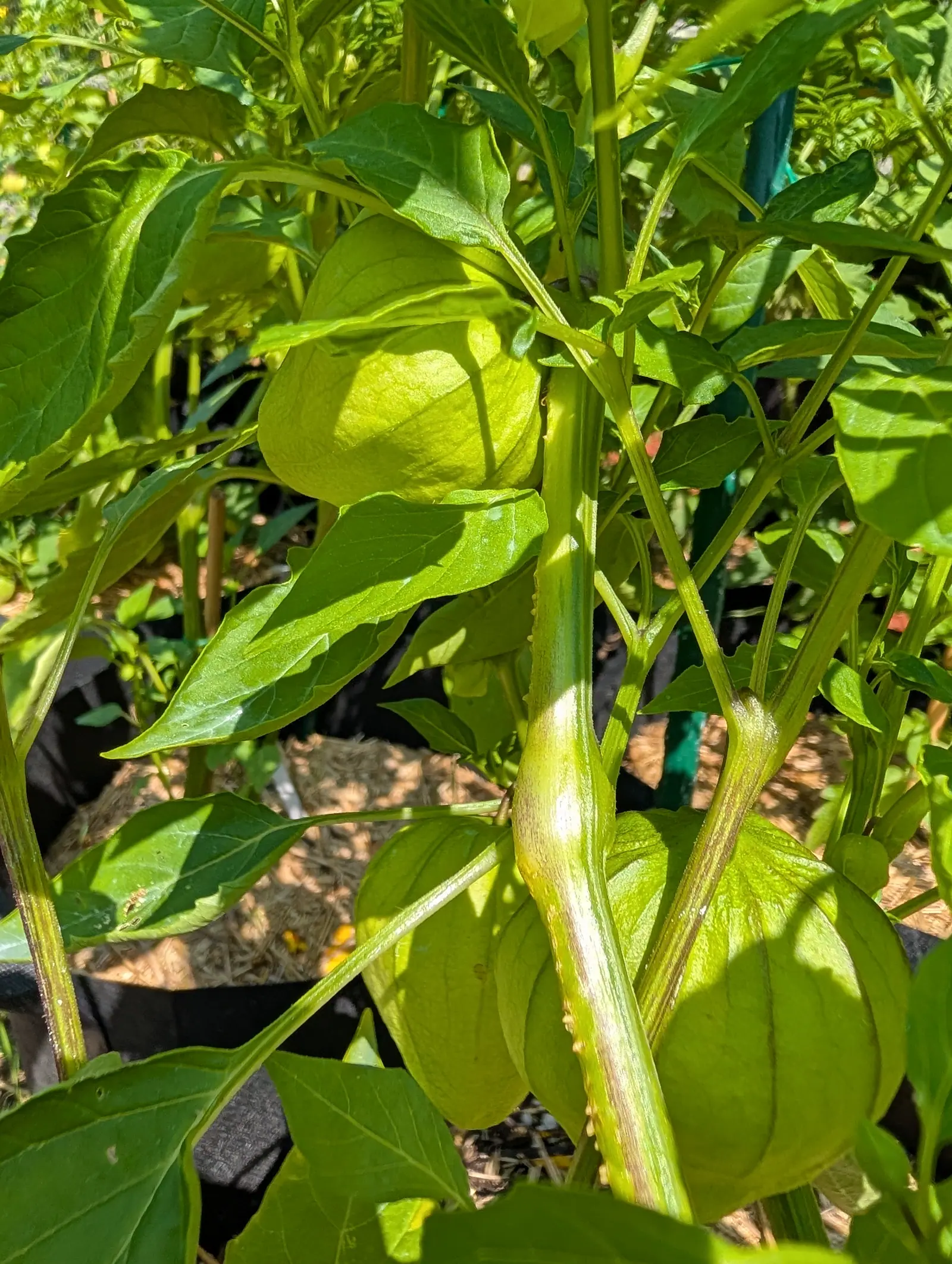 Pale green tomatillo husks swelling on a plant, backlit so the papery lanterns glow, with more foliage and a black container below in bright sun.