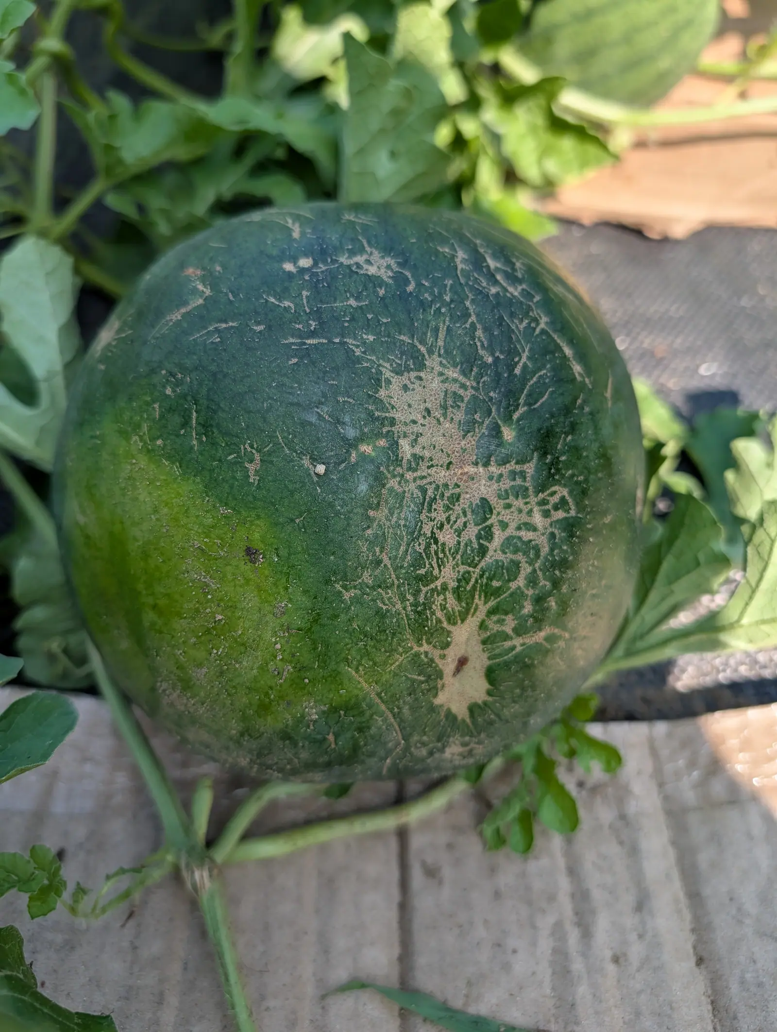 A dark green watermelon marked with corky pale scarring, sitting on black woven ground fabric beside a timber board, its cut leaves and vines around it.